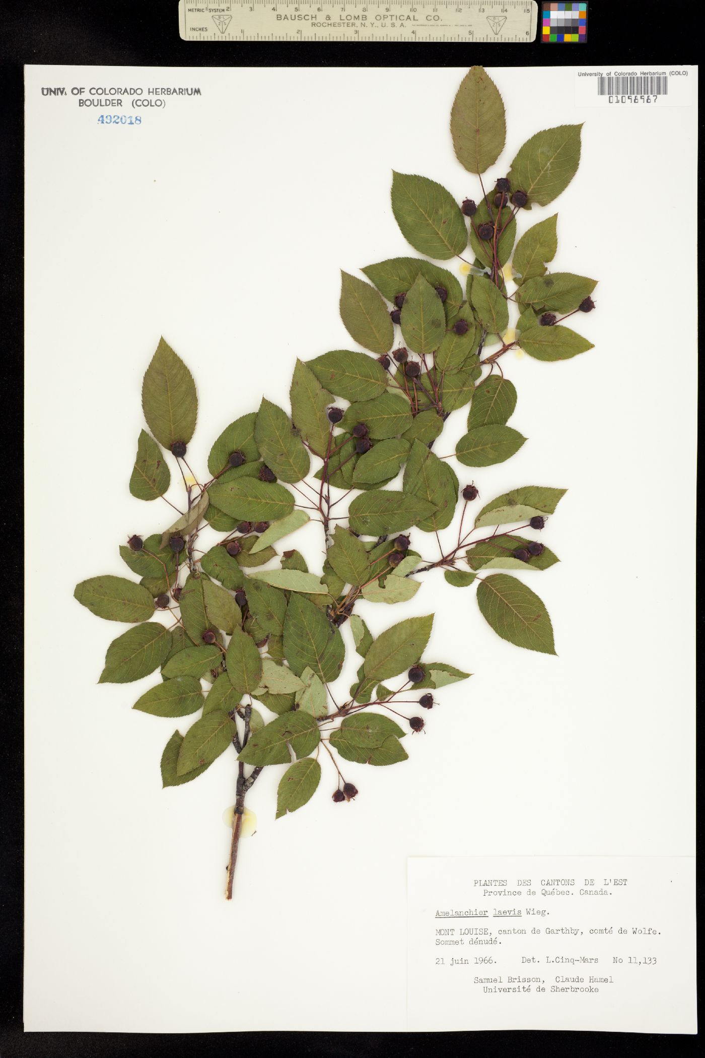 Amelanchier laevis image