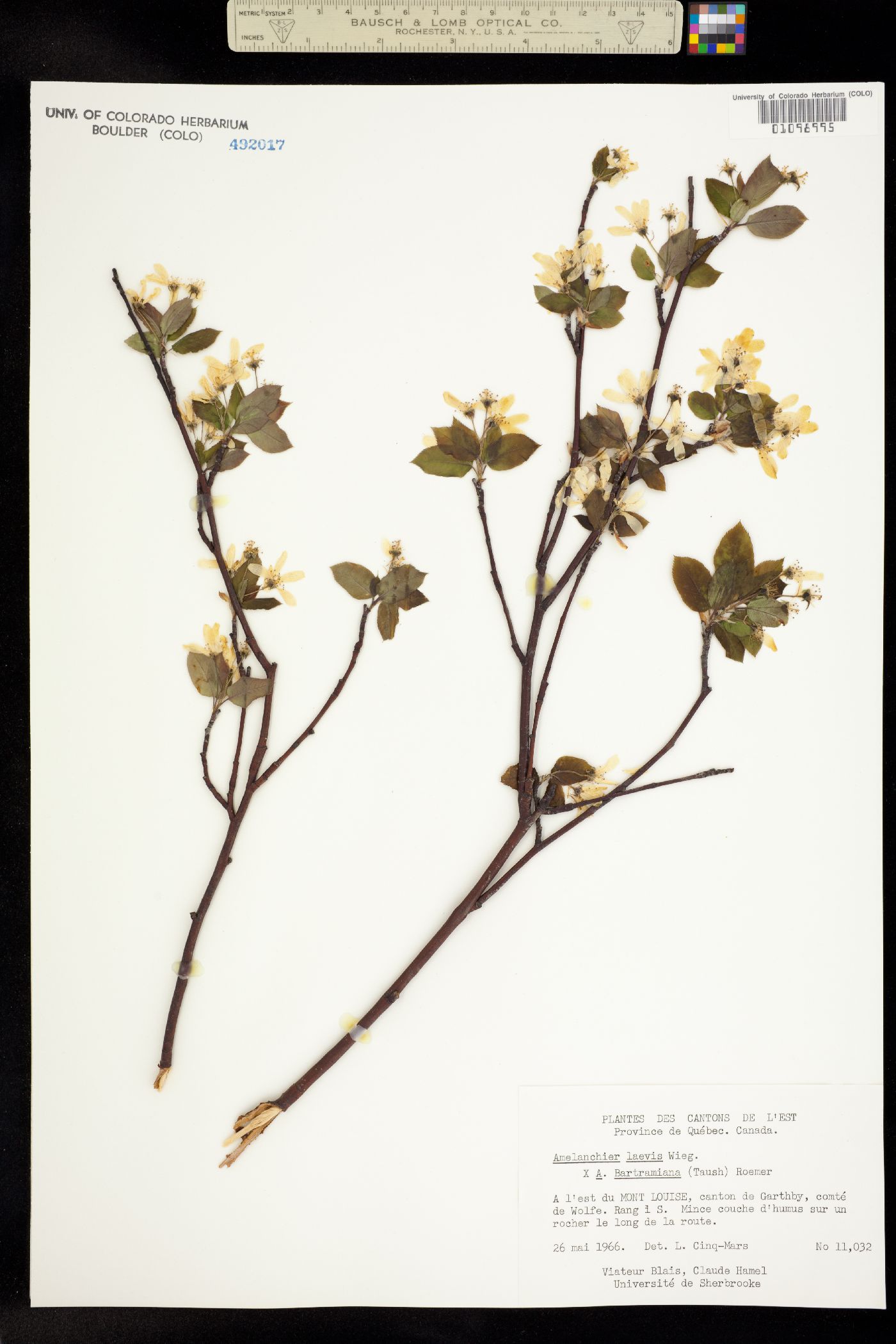 Amelanchier laevis image