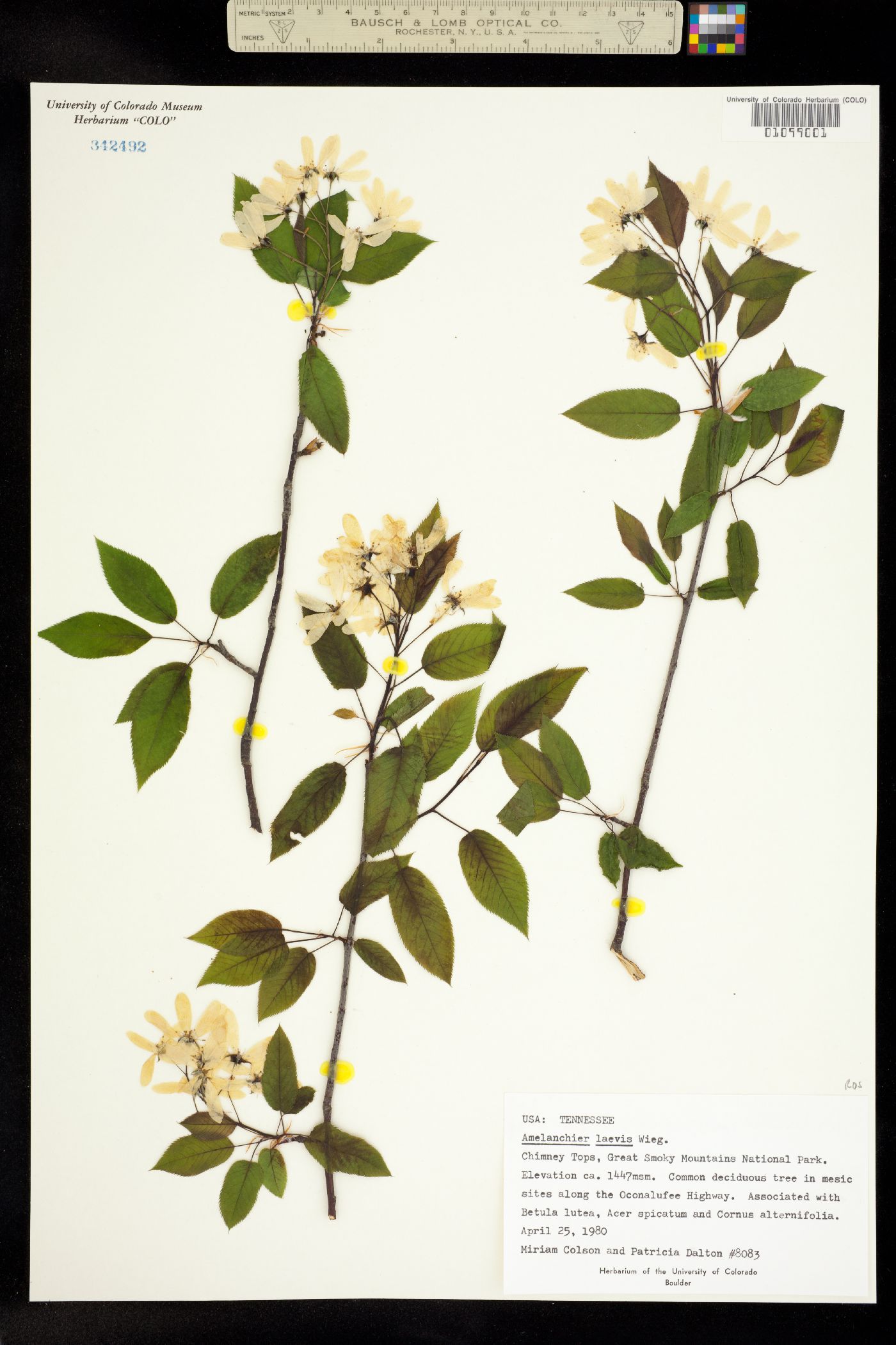 Amelanchier laevis image