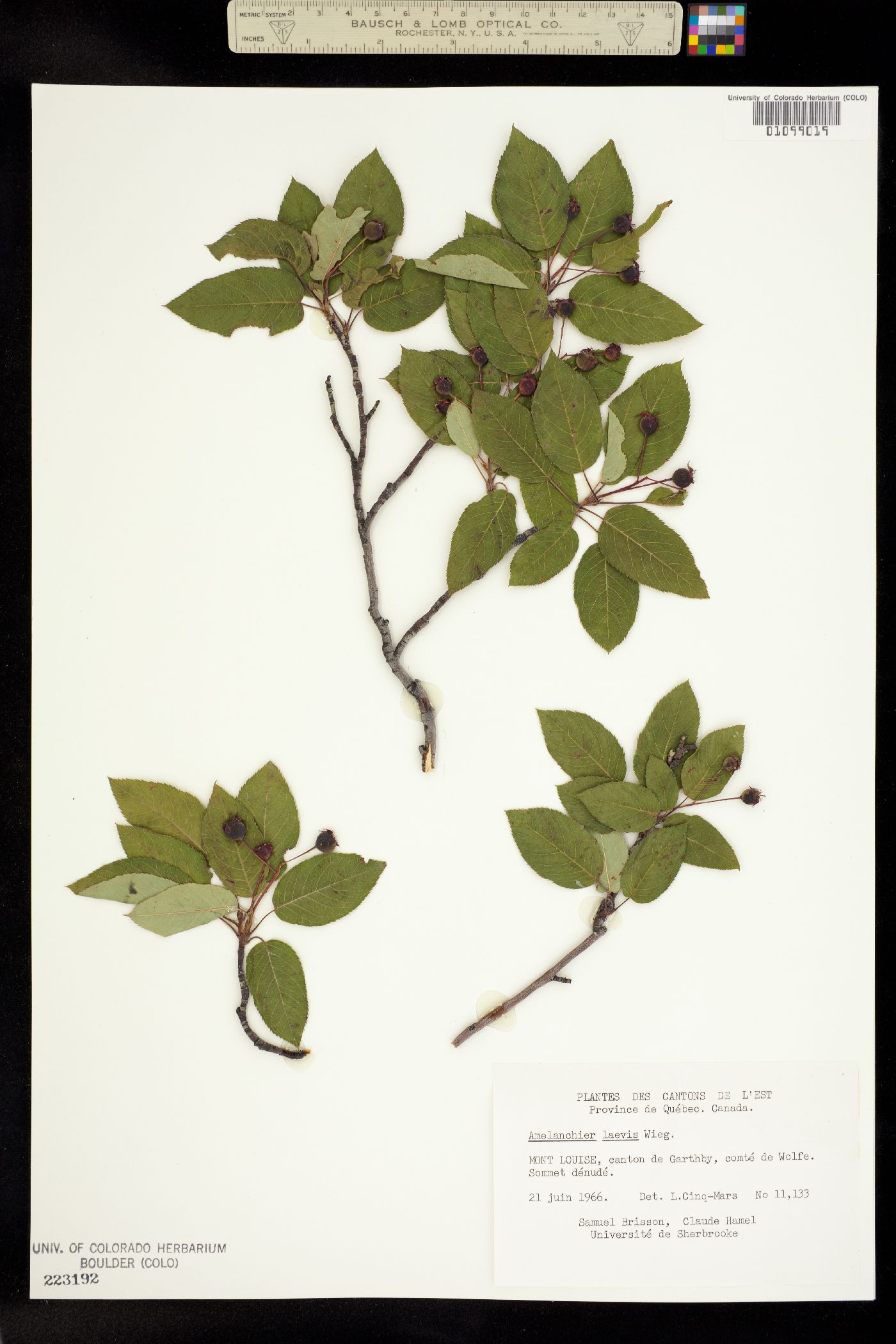 Amelanchier laevis image