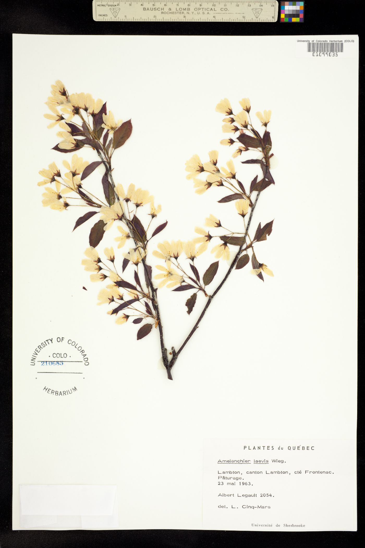 Amelanchier laevis image