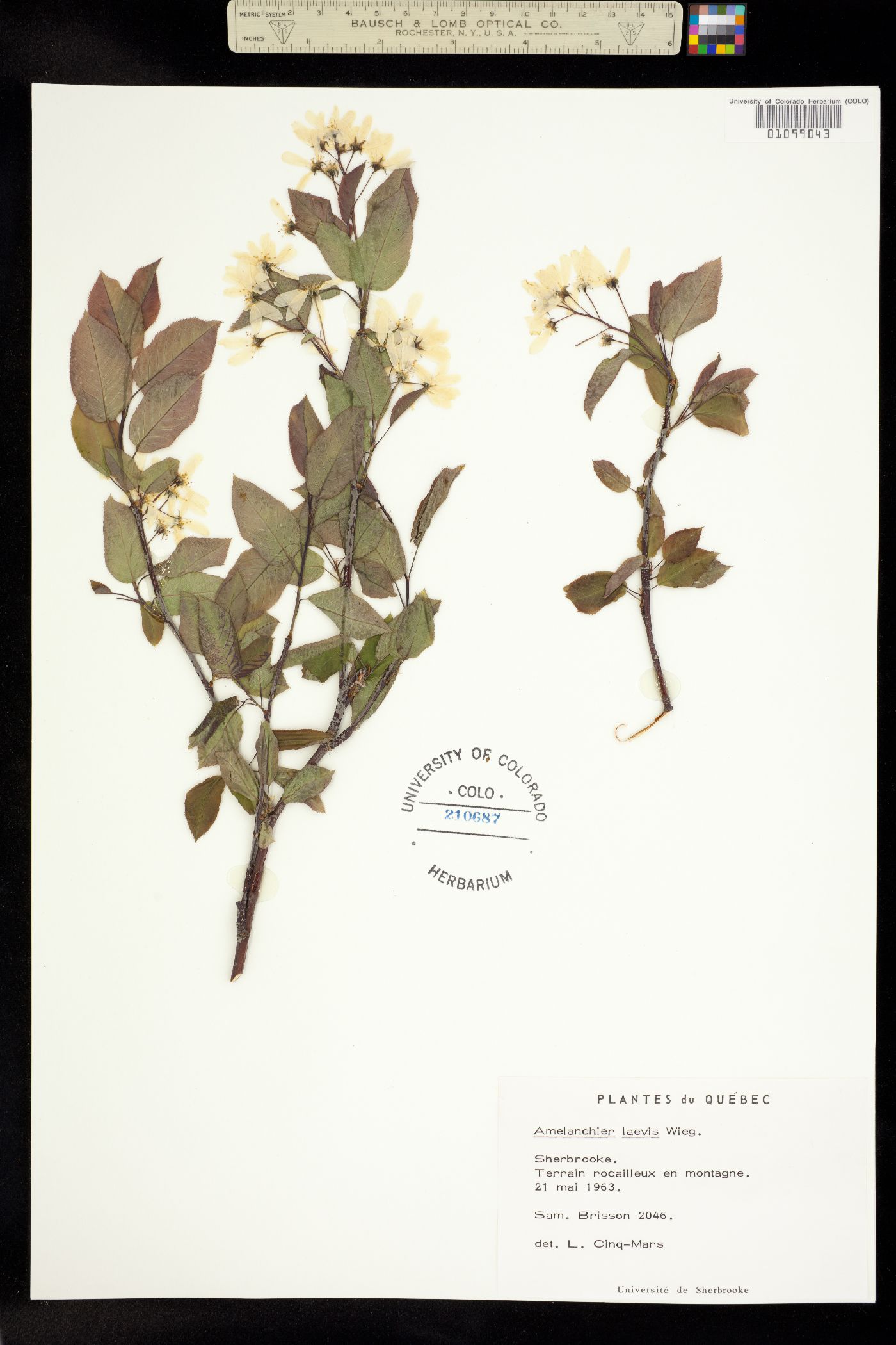 Amelanchier laevis image