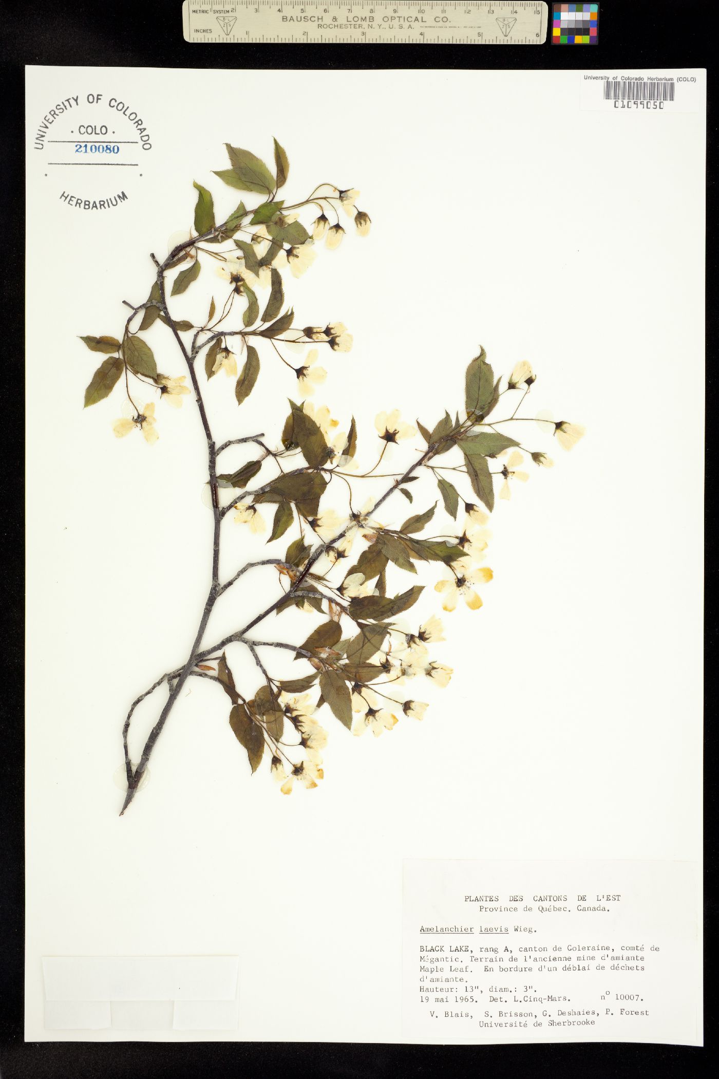 Amelanchier laevis image