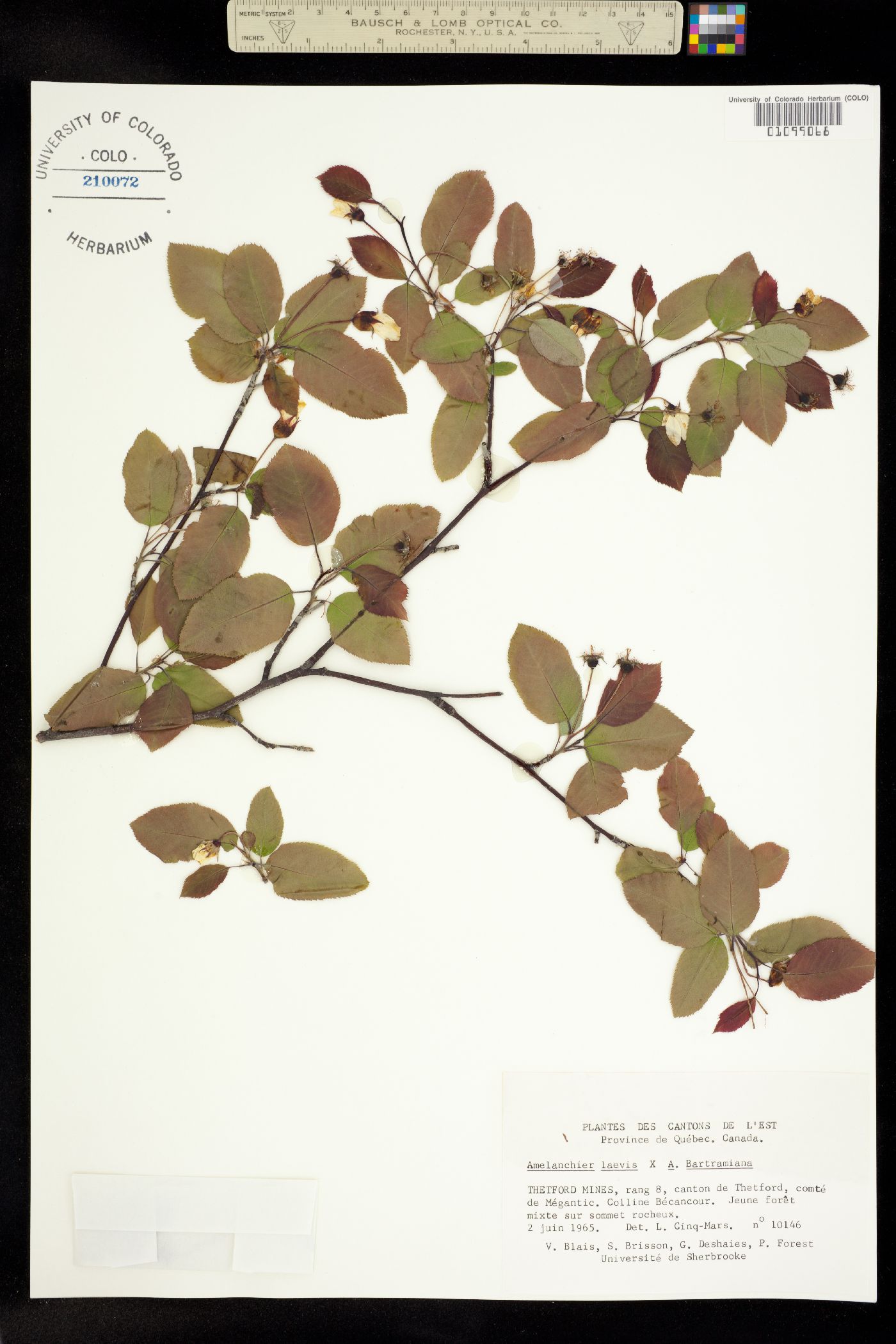 Amelanchier laevis image