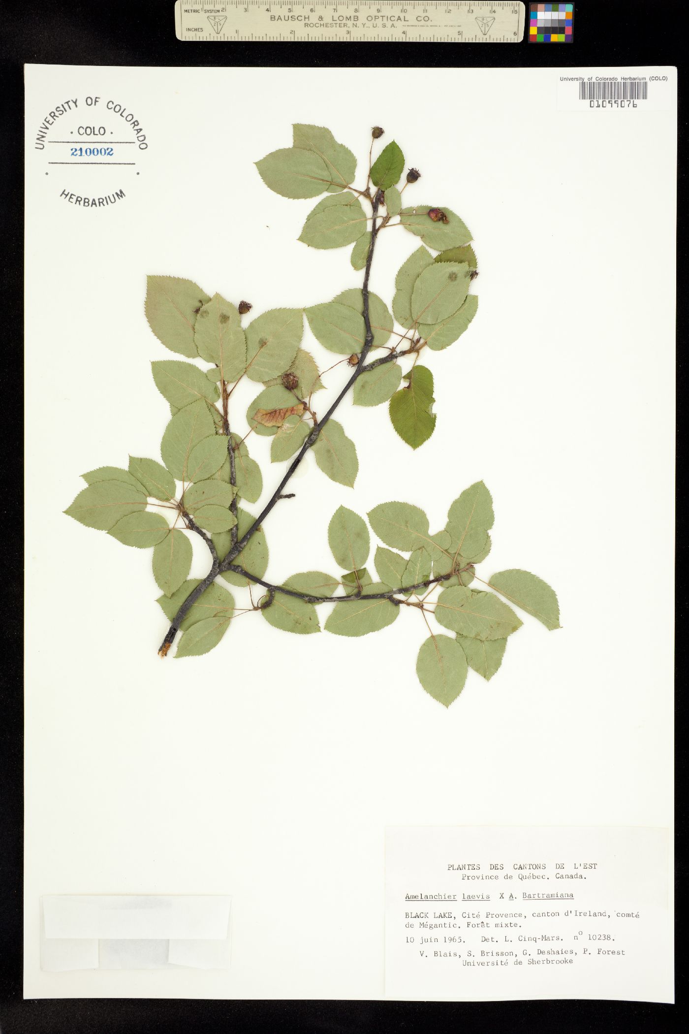 Amelanchier laevis image