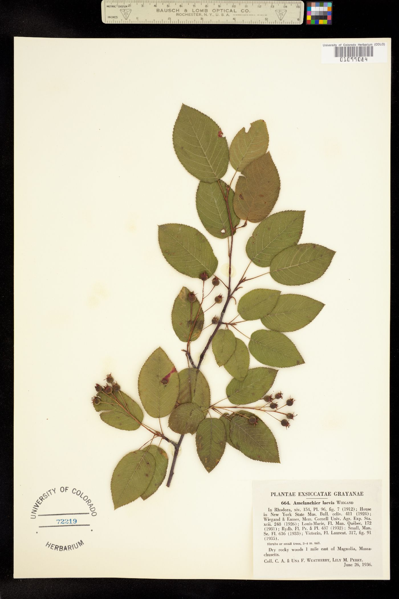 Amelanchier laevis image