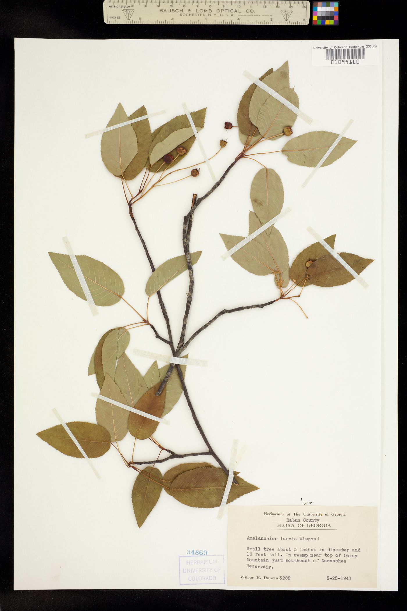 Amelanchier laevis image