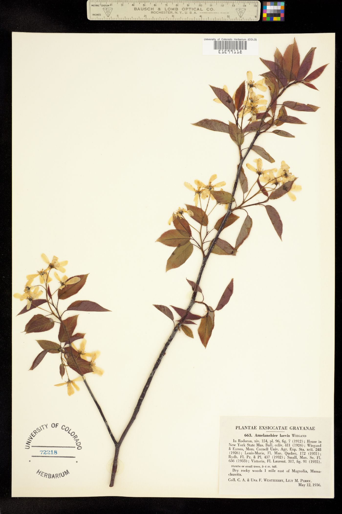 Amelanchier laevis image