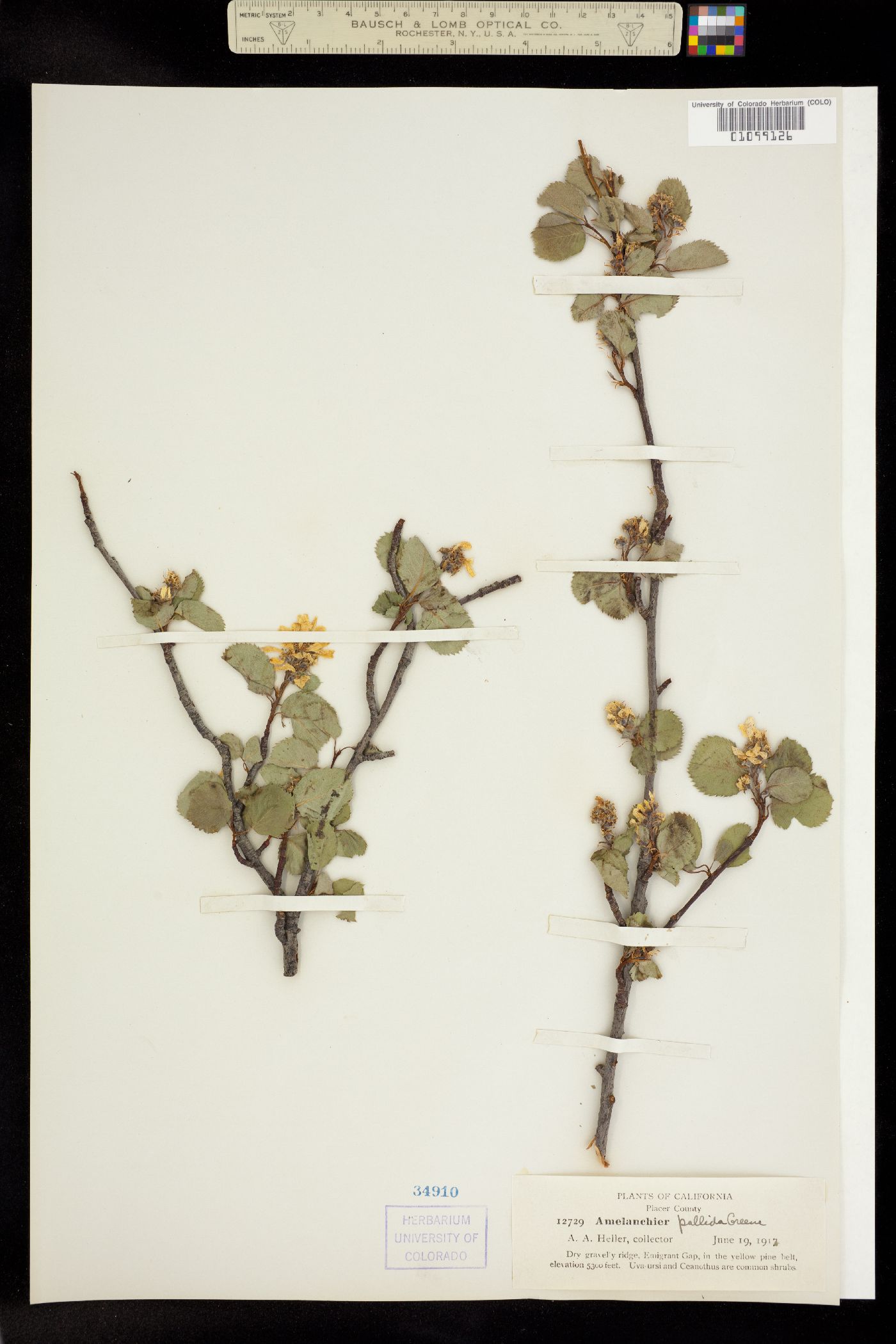 Amelanchier utahensis image