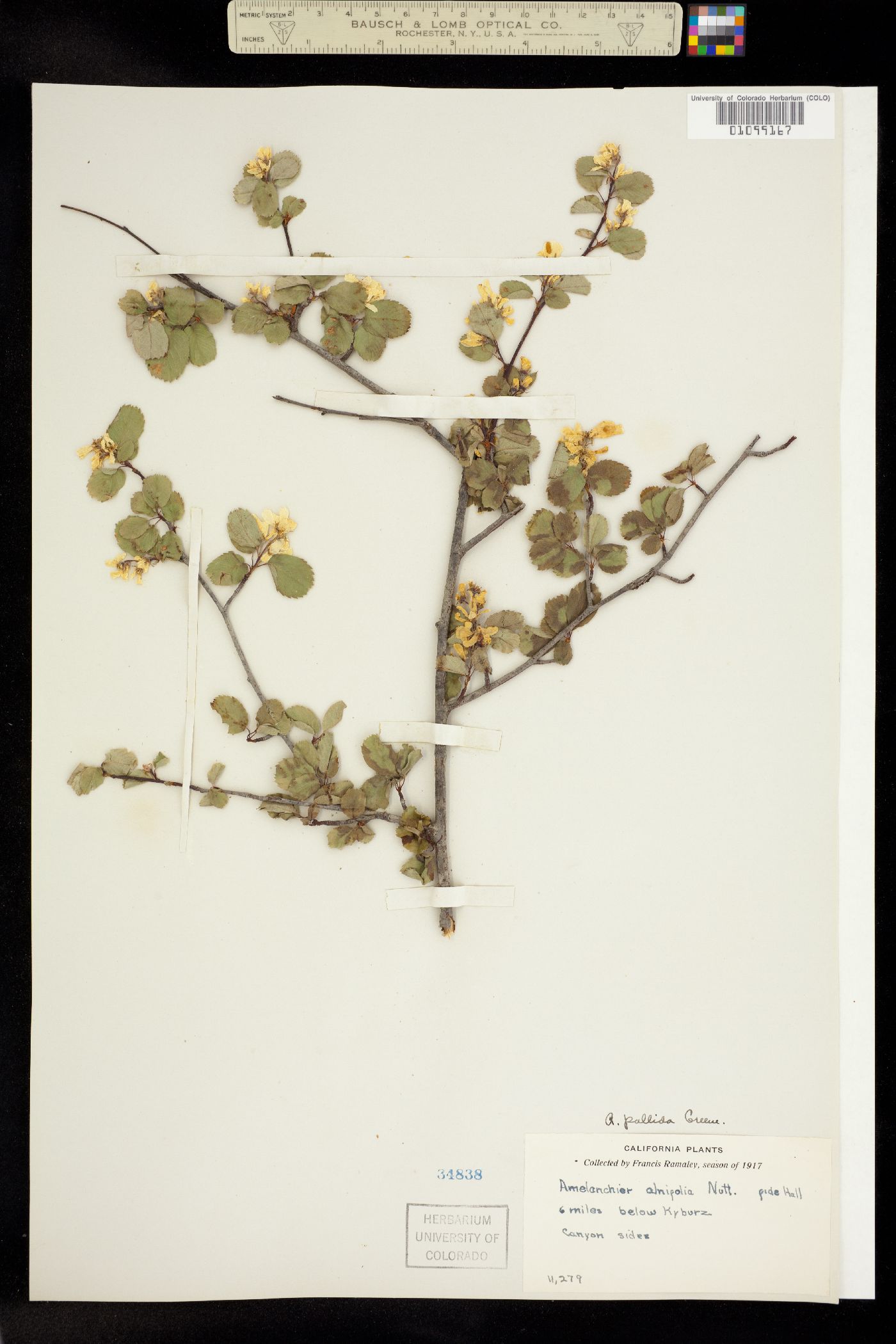 Amelanchier utahensis image