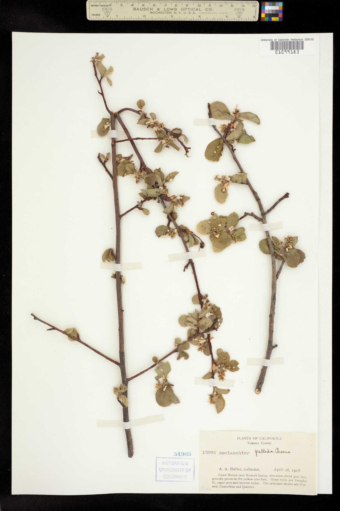 Amelanchier utahensis image