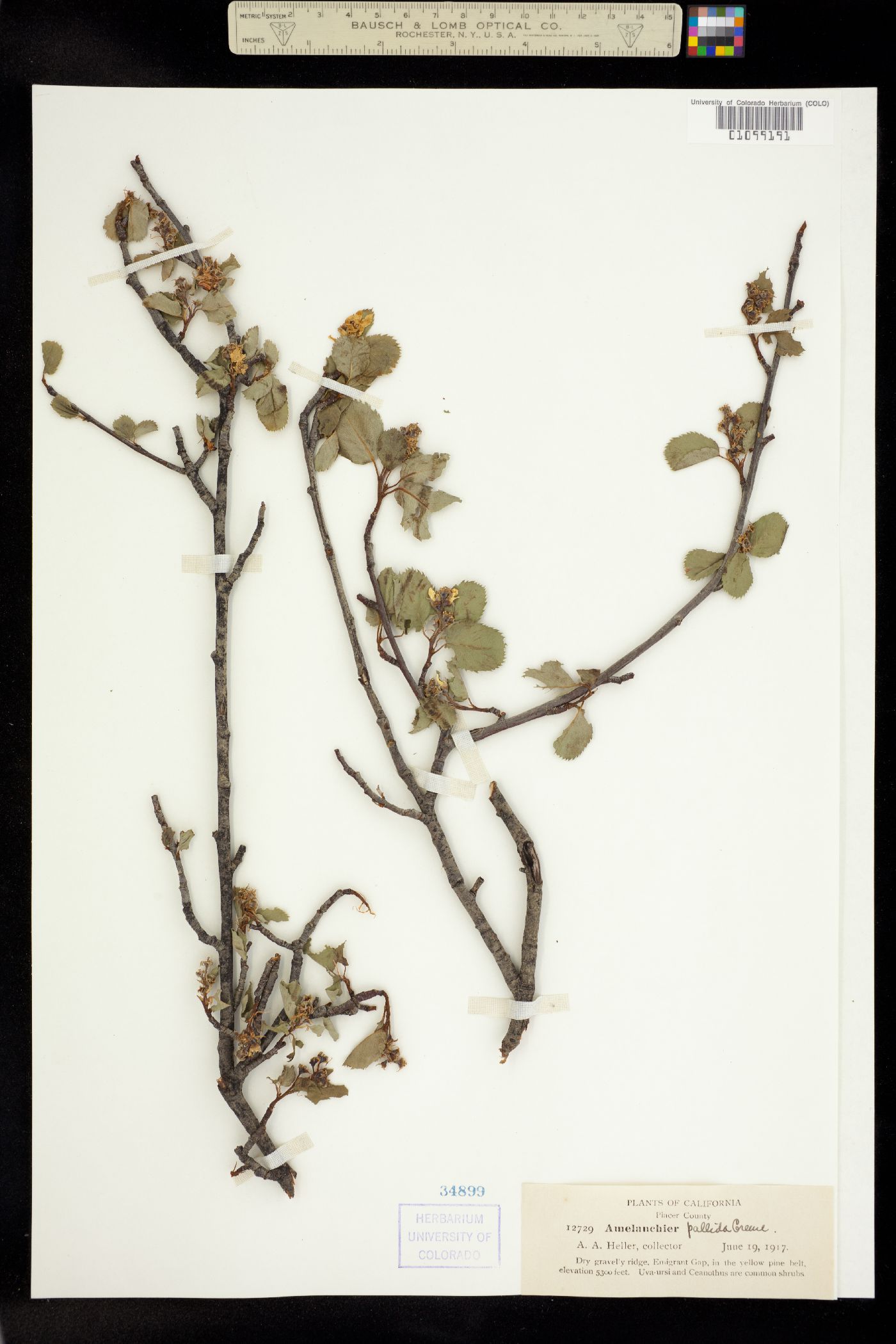 Amelanchier utahensis image