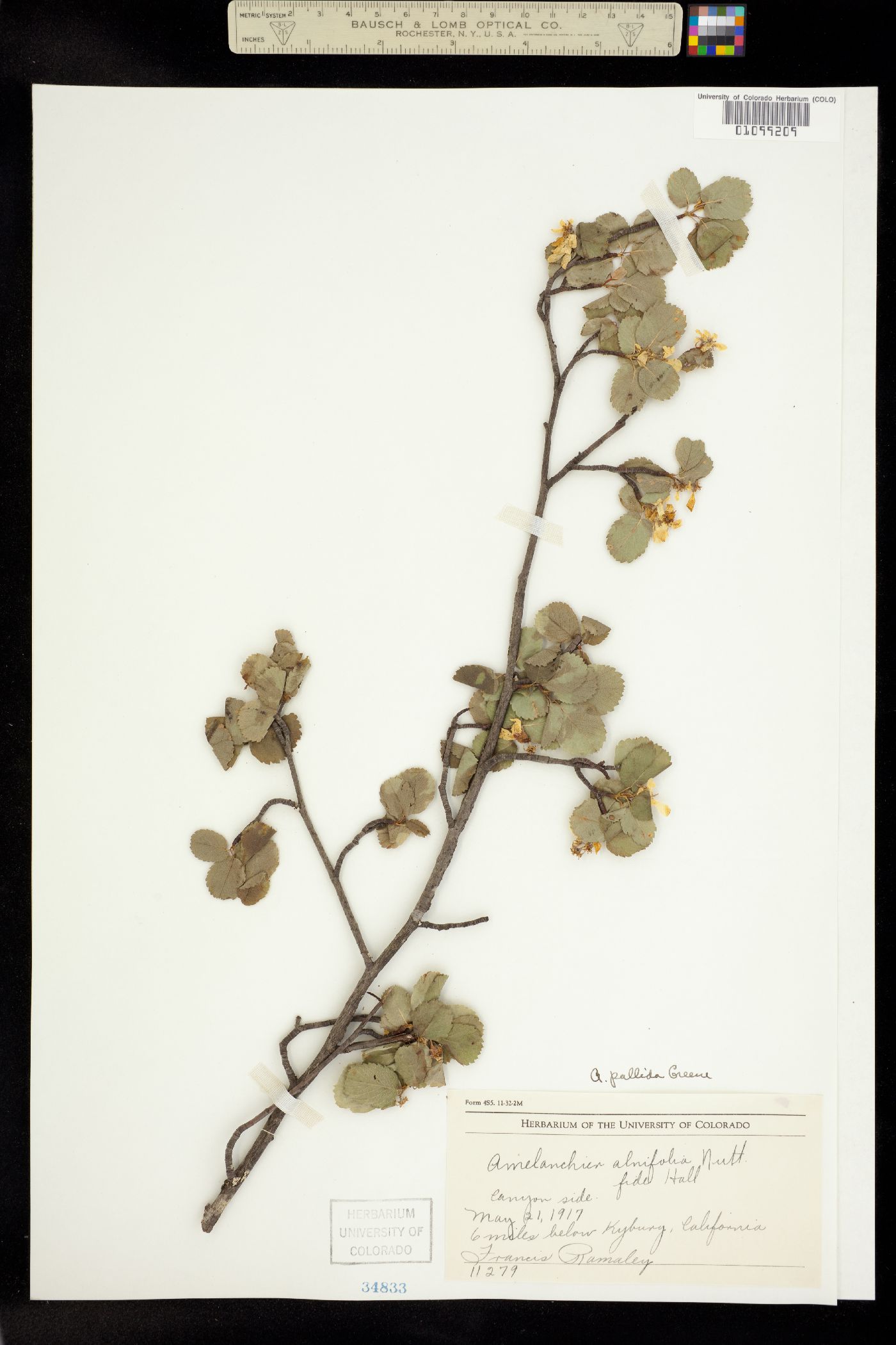 Amelanchier utahensis image