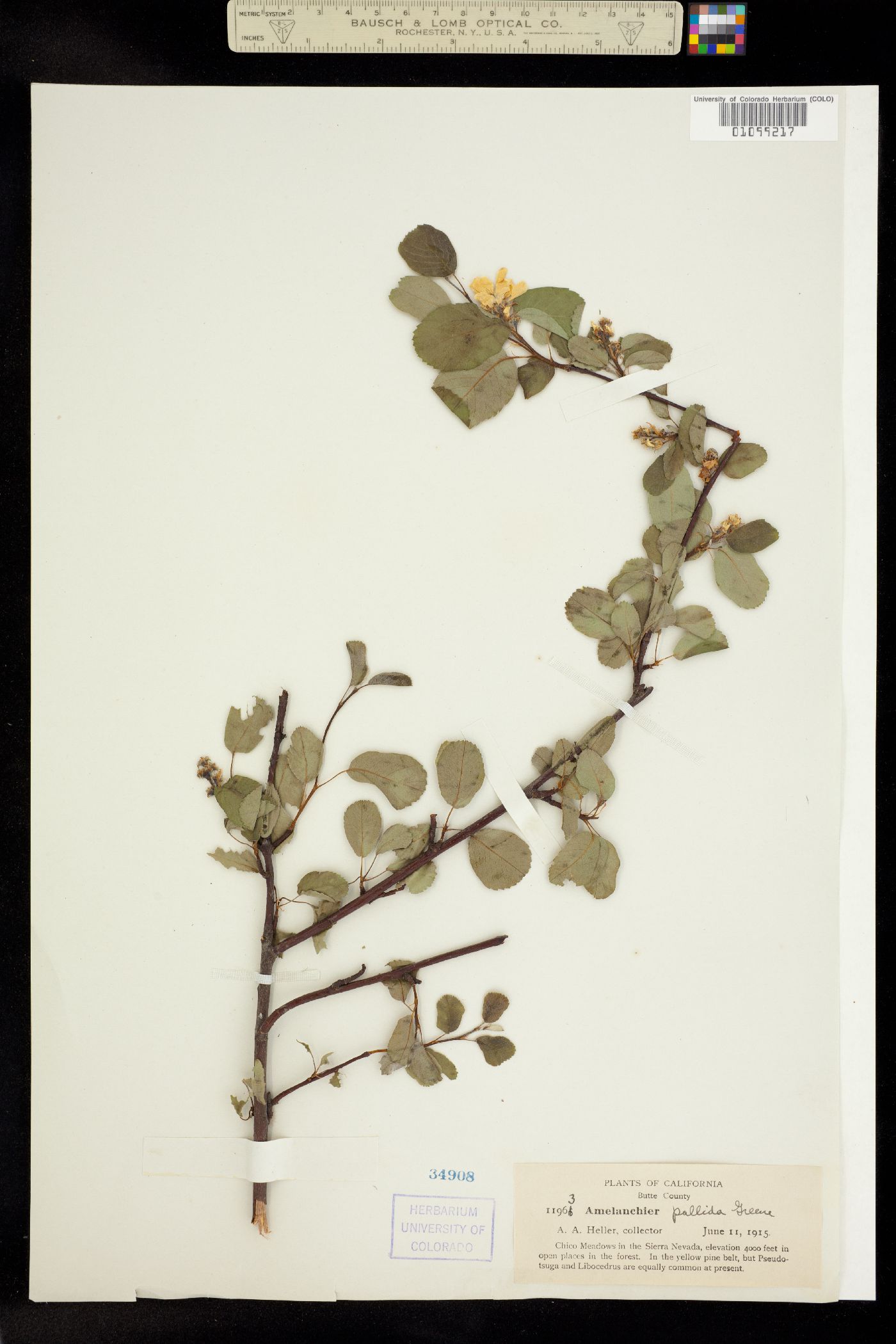 Amelanchier image