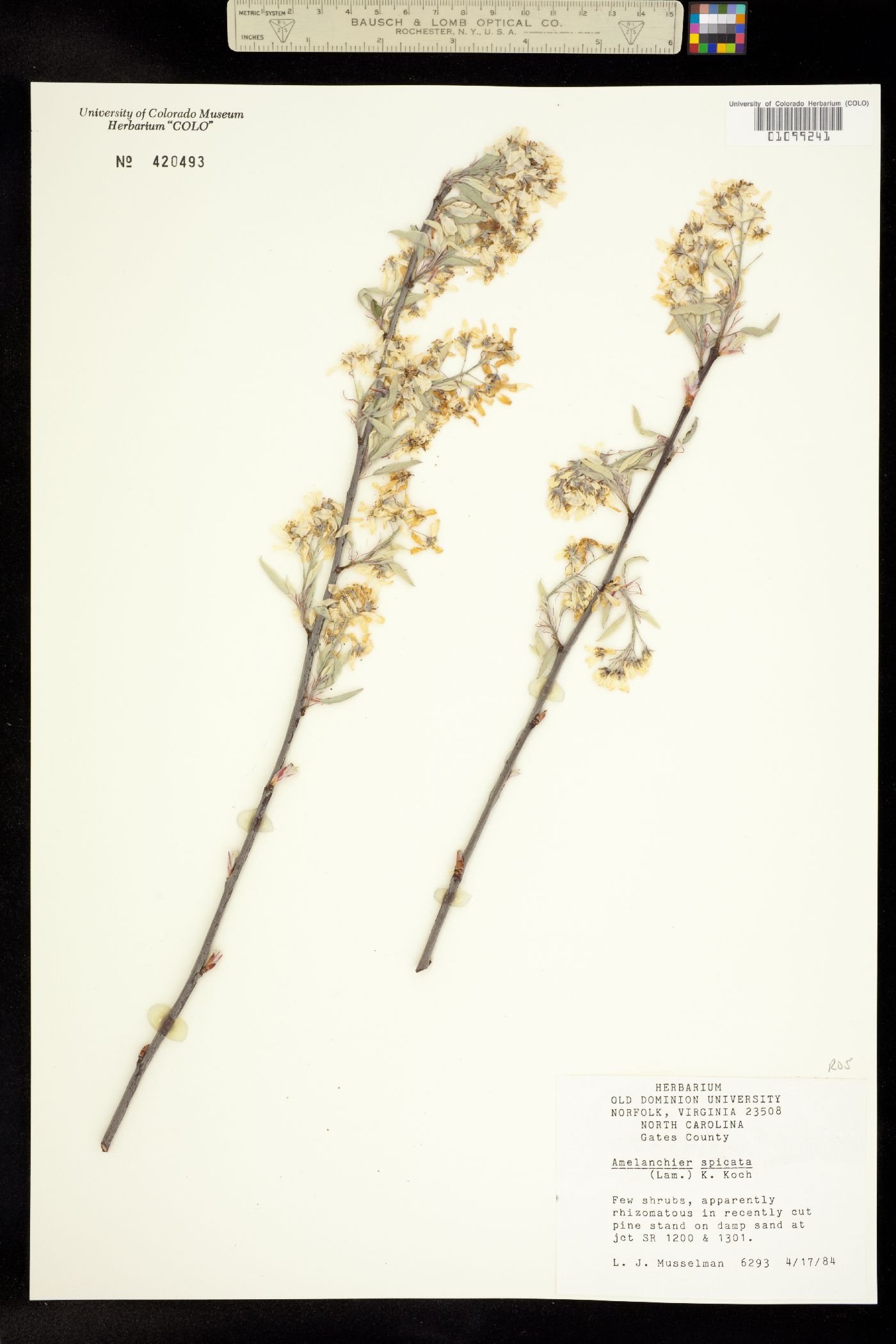 Amelanchier spicata image