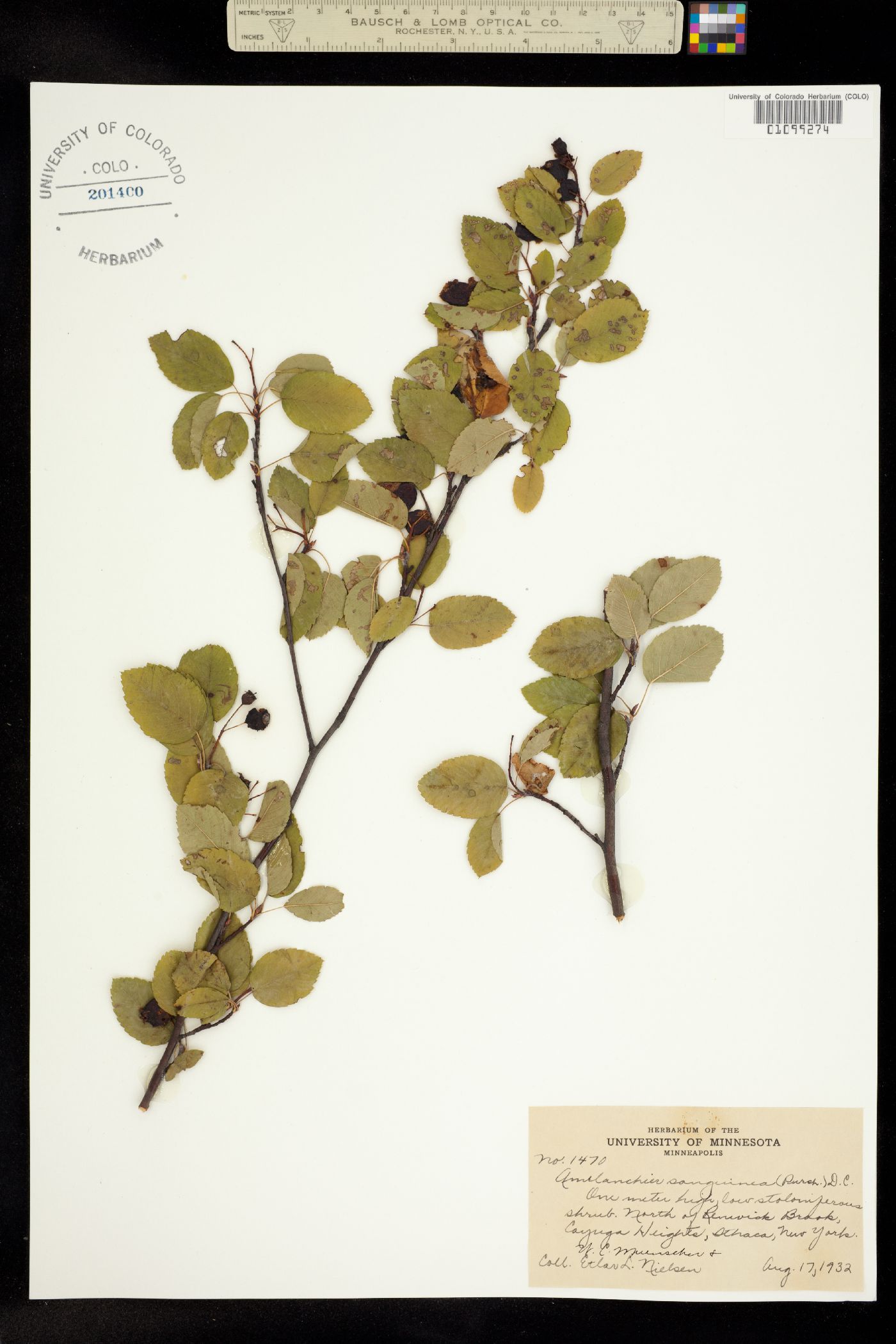 Amelanchier sanguinea image