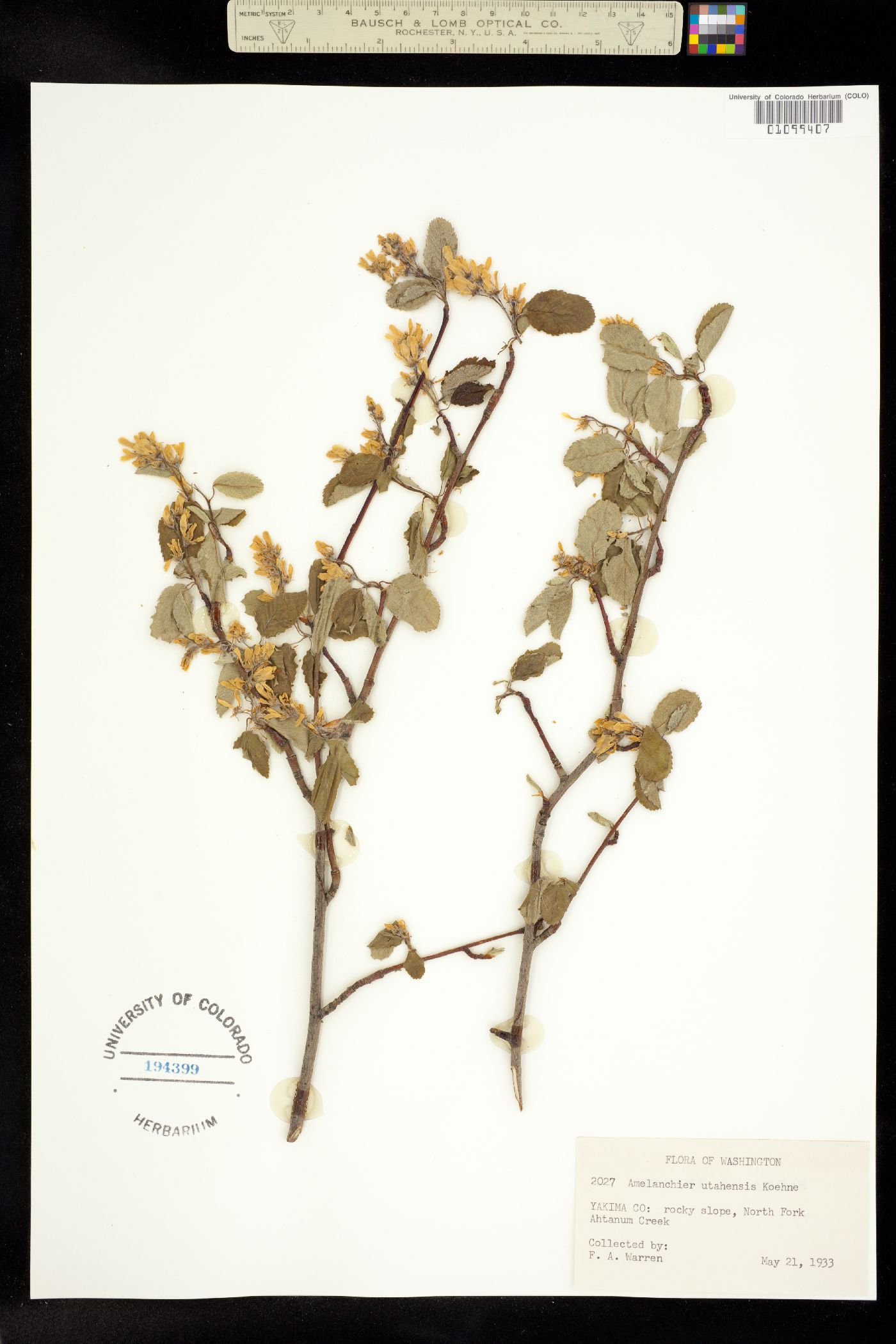 Amelanchier image