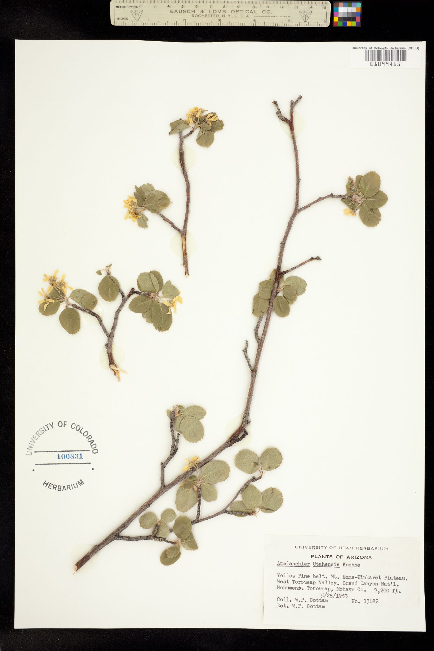 Amelanchier utahensis image