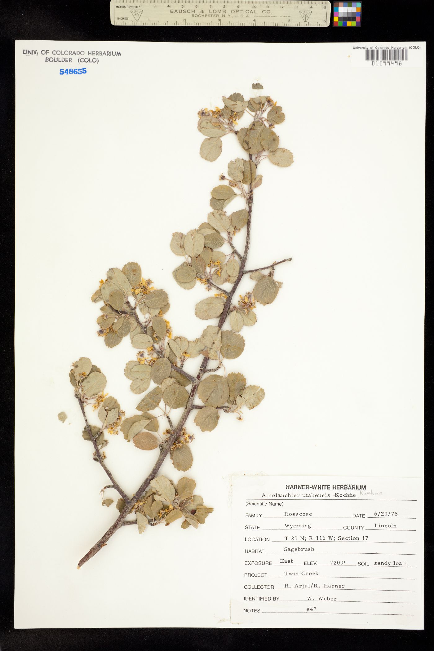 Amelanchier utahensis image