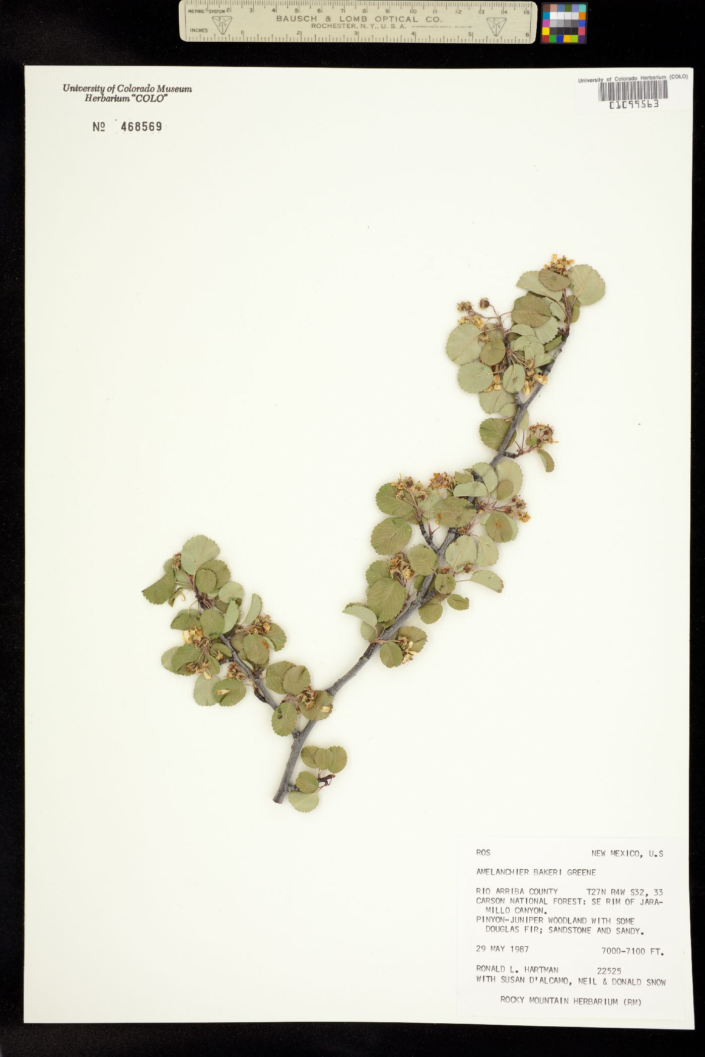 Amelanchier utahensis image