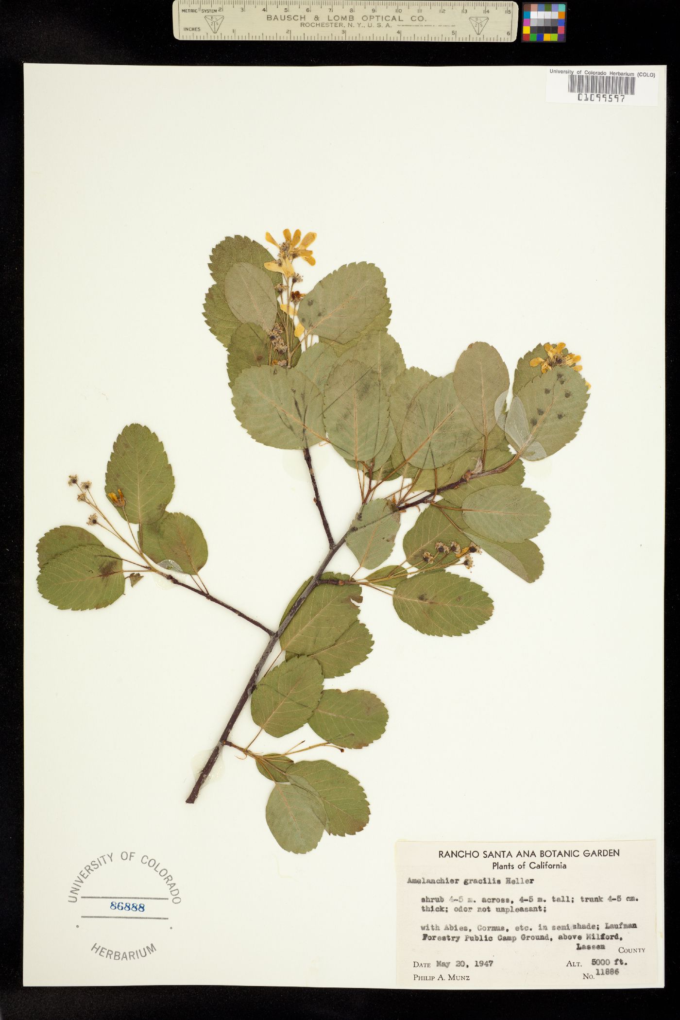 Amelanchier gracilis image
