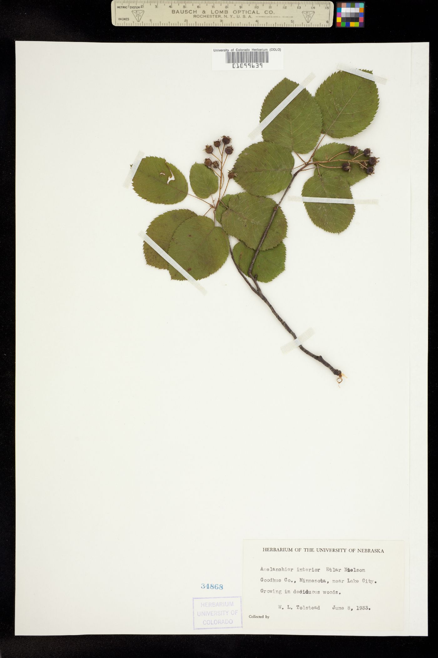 Amelanchier interior image