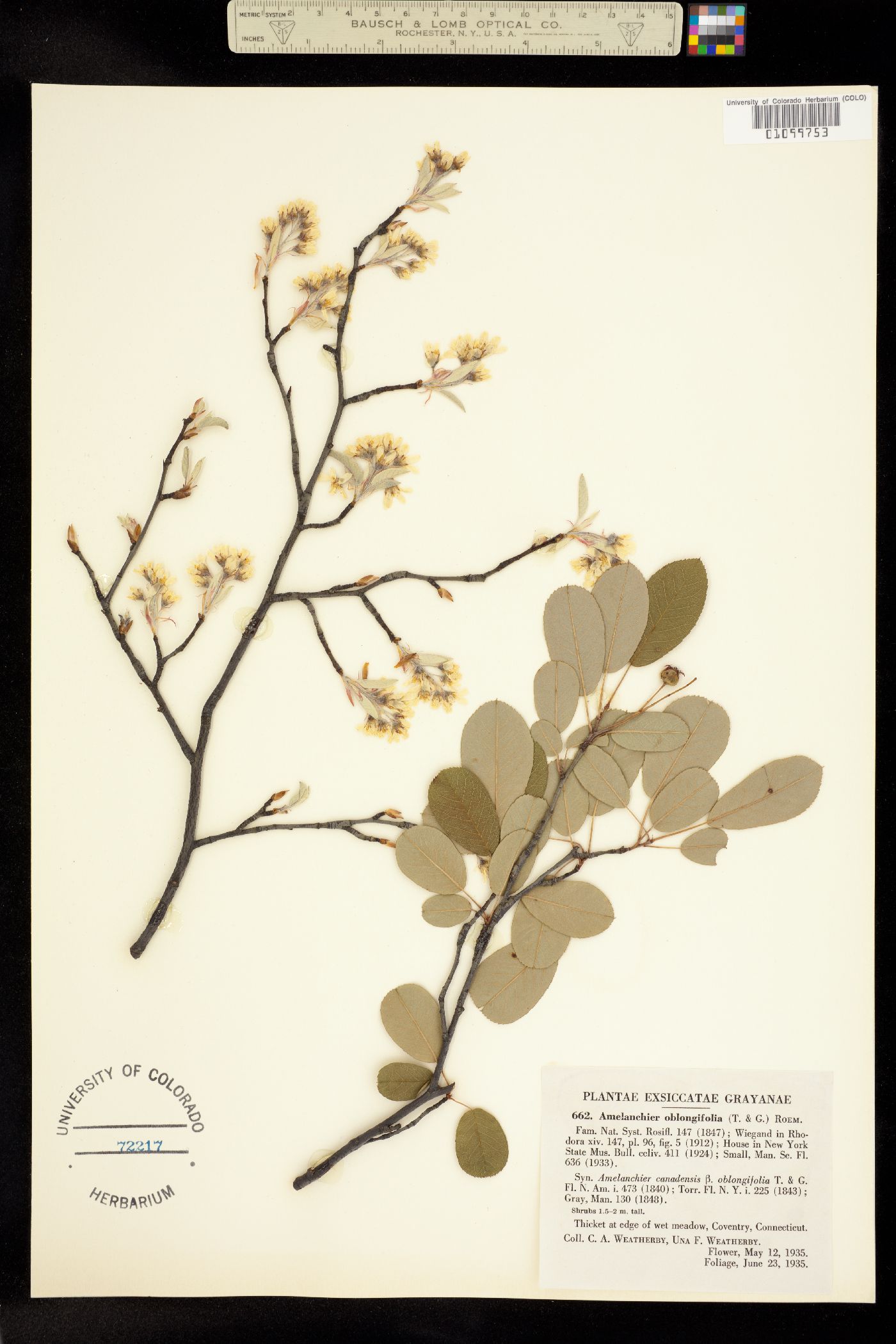 Amelanchier canadensis var. canadensis image