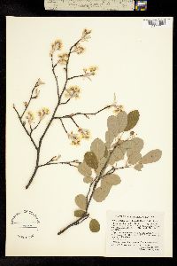 Image of Amelanchier oblongifolia