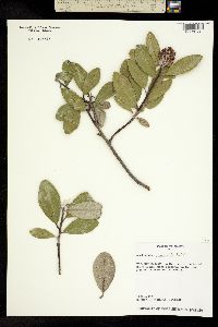 Amelanchier paniculata image