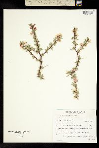 Prunus andersonii image