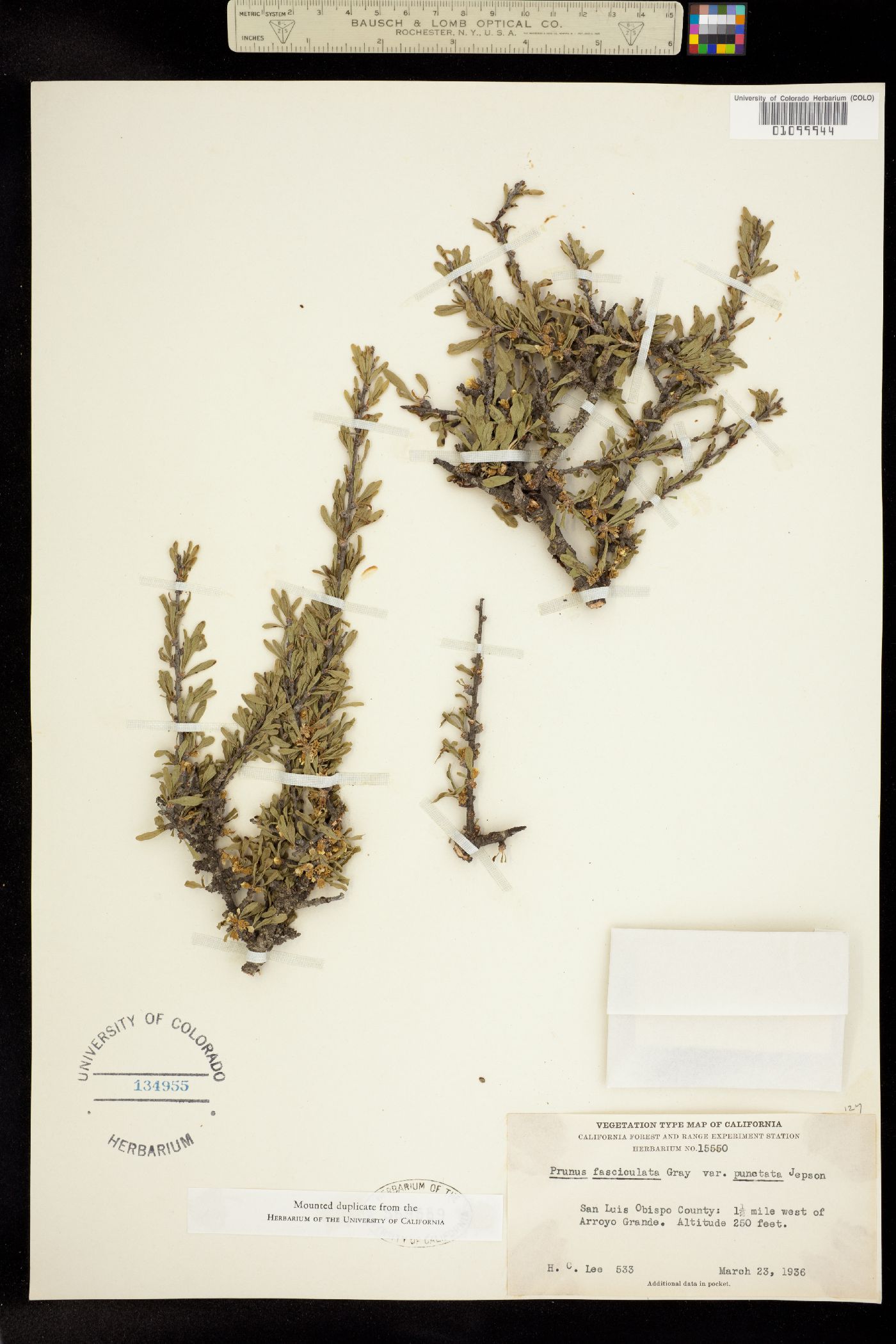 Prunus fasciculata subsp. fasciculata image