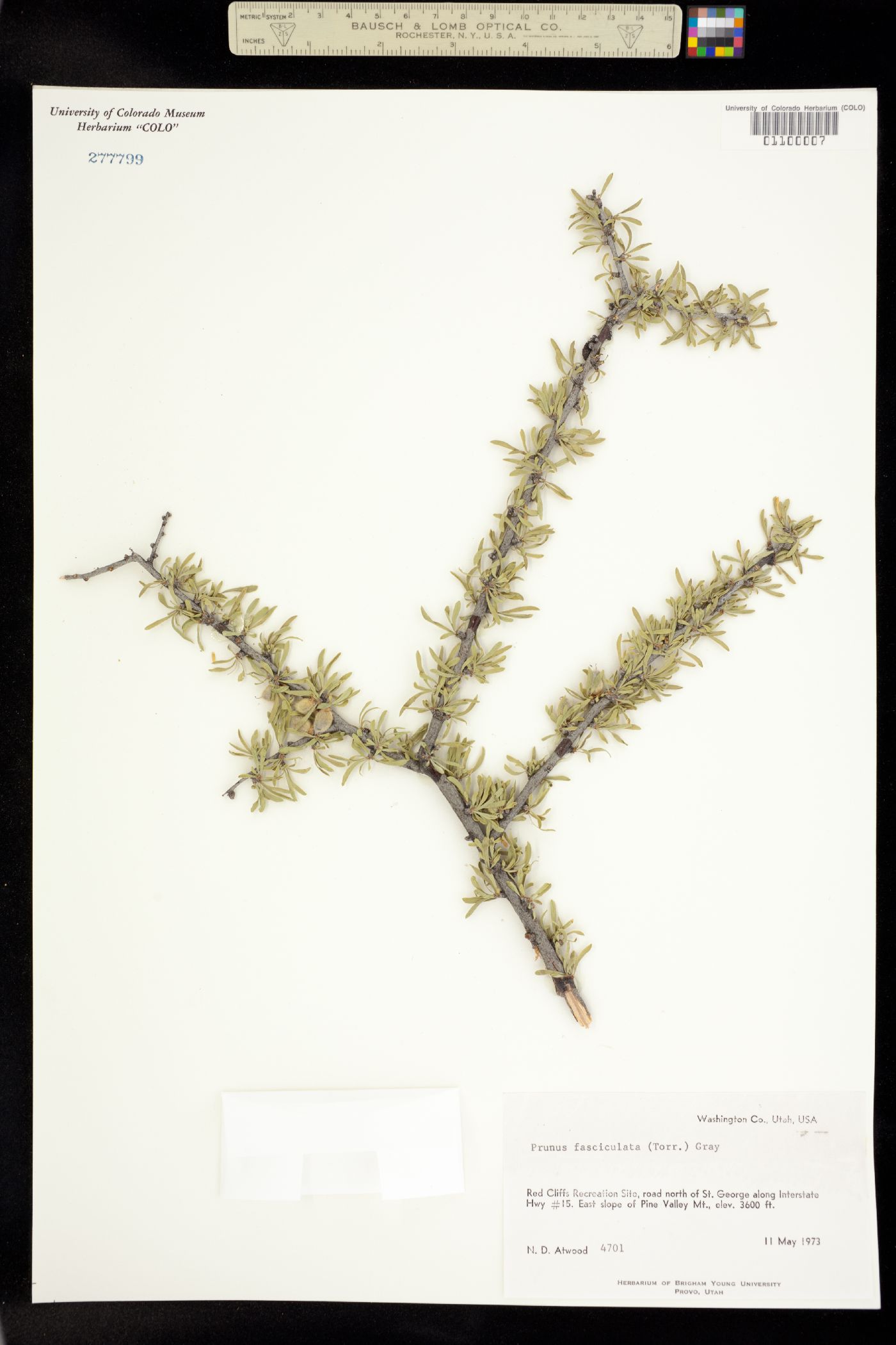 Prunus fasciculata subsp. fasciculata image