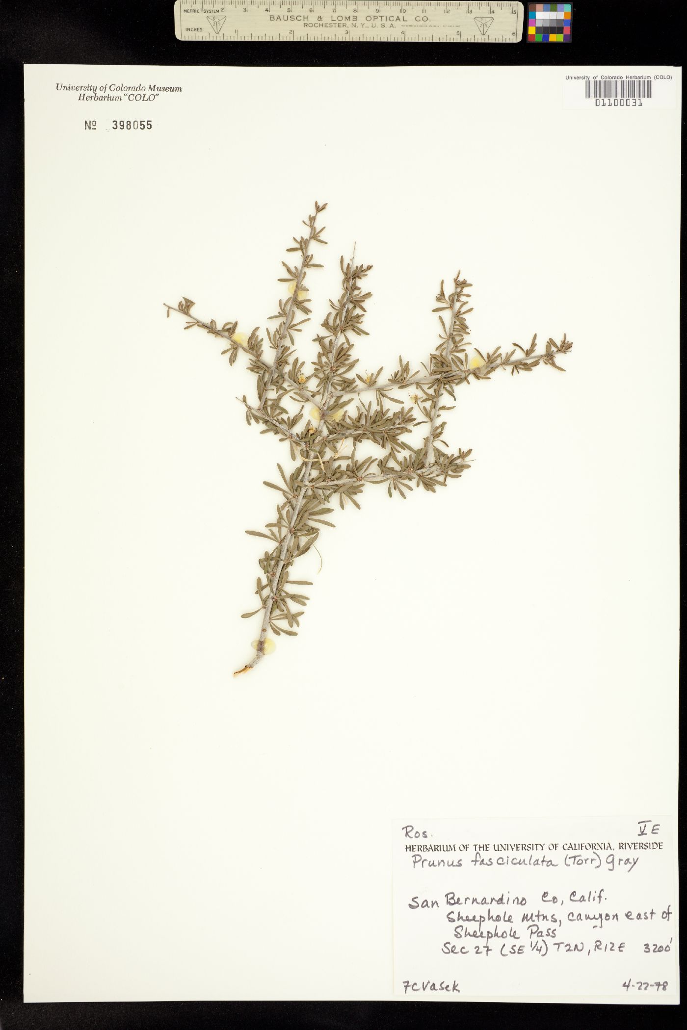 Prunus fasciculata subsp. fasciculata image