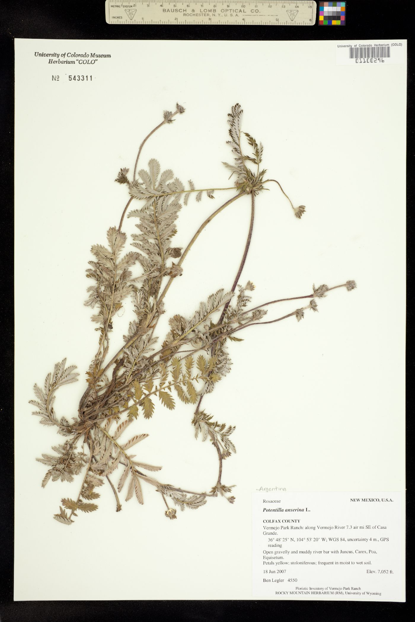Potentilla anserina image