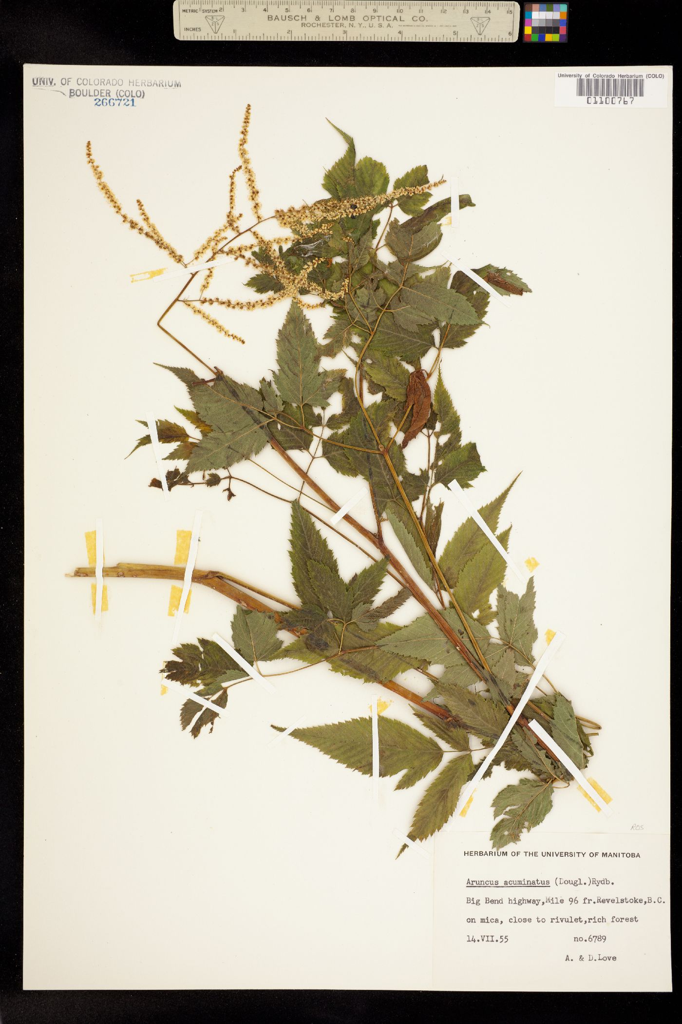 Aruncus dioicus image