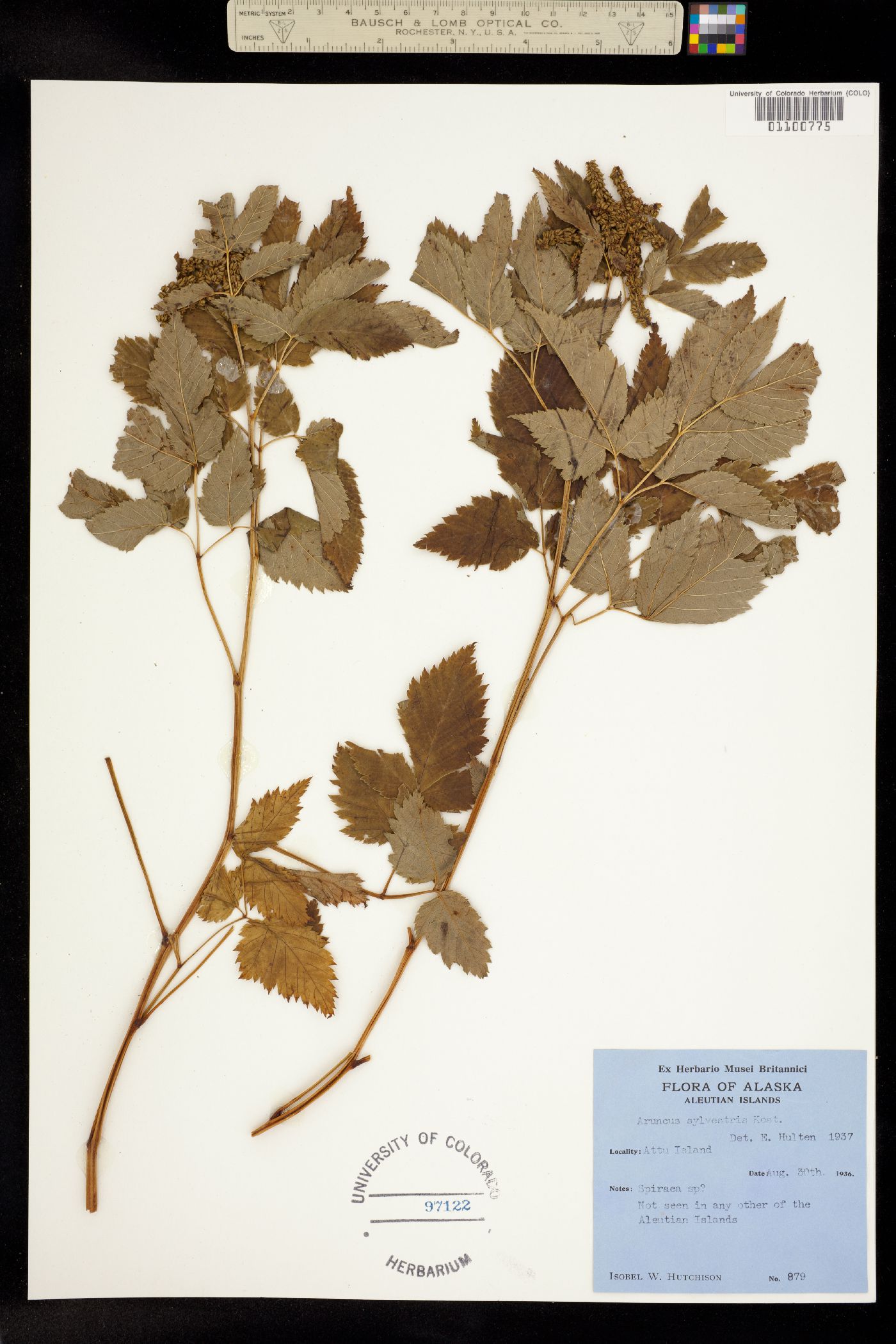 Aruncus dioicus image