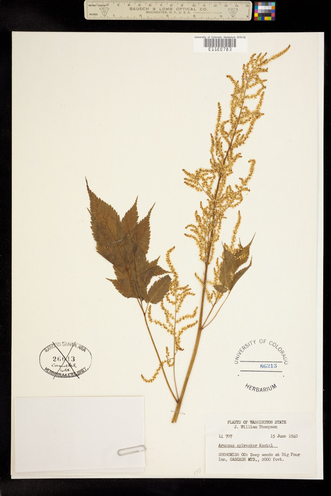 Aruncus dioicus image