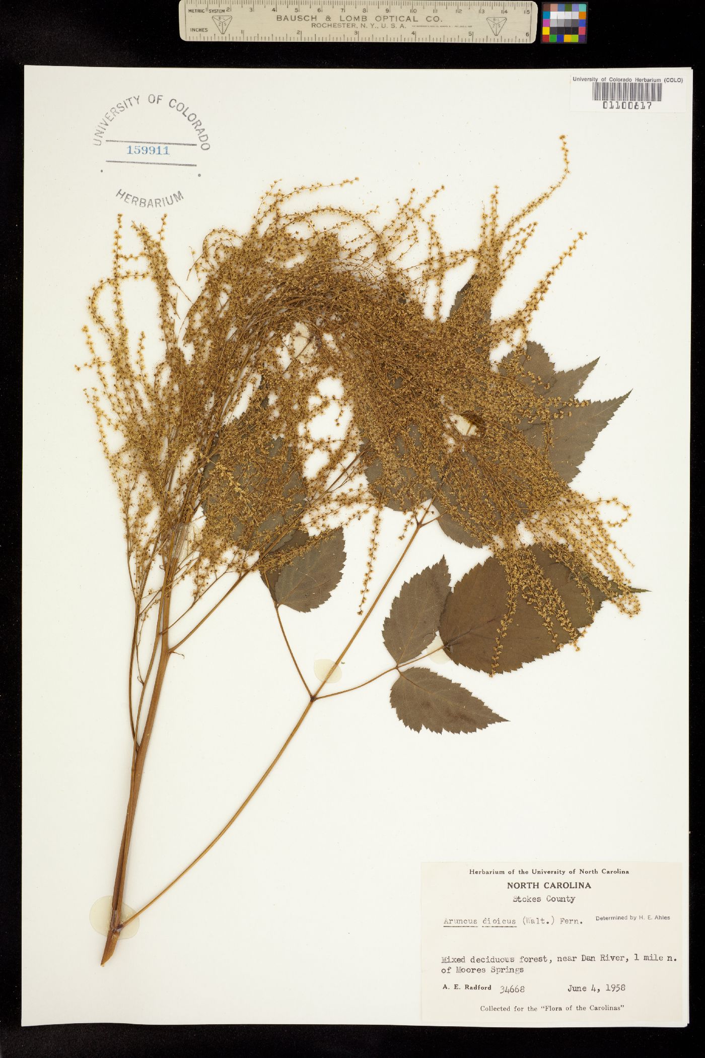 Aruncus image