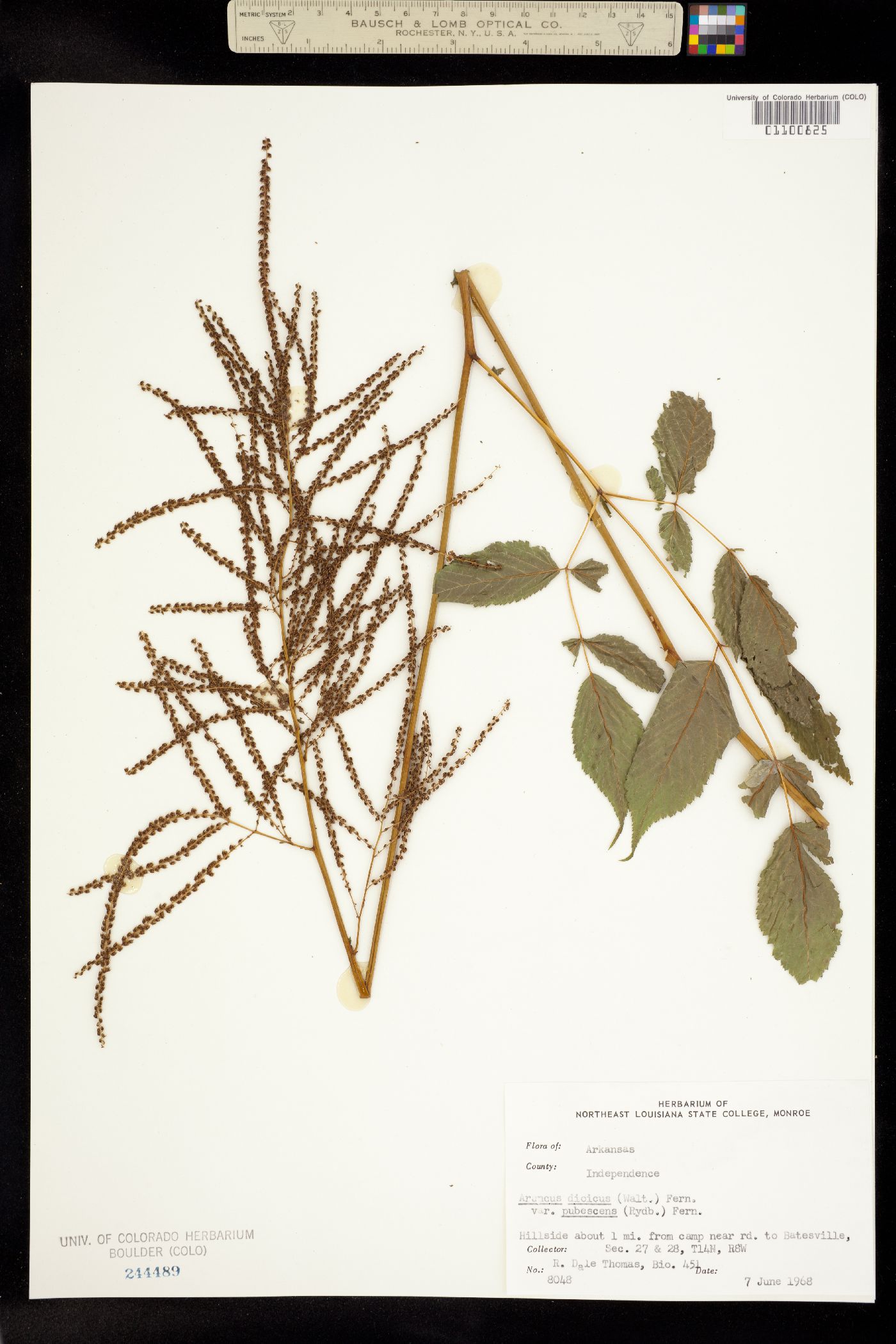 Aruncus dioicus image