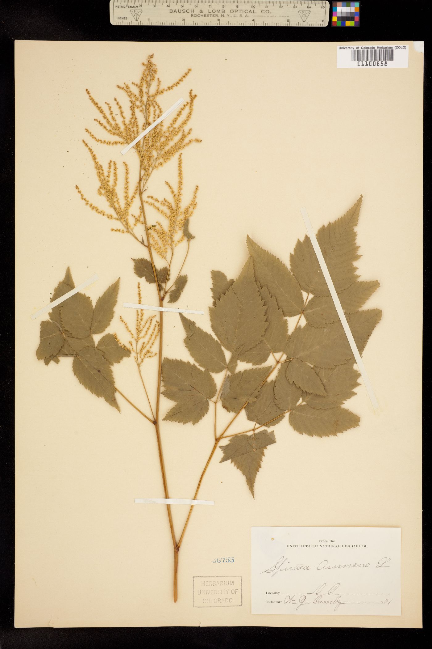 Aruncus dioicus image