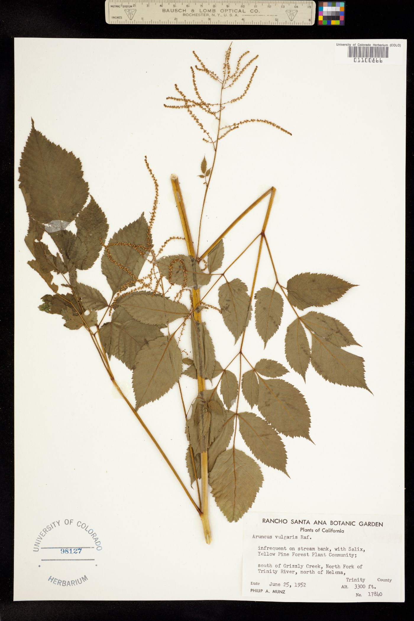 Aruncus dioicus image