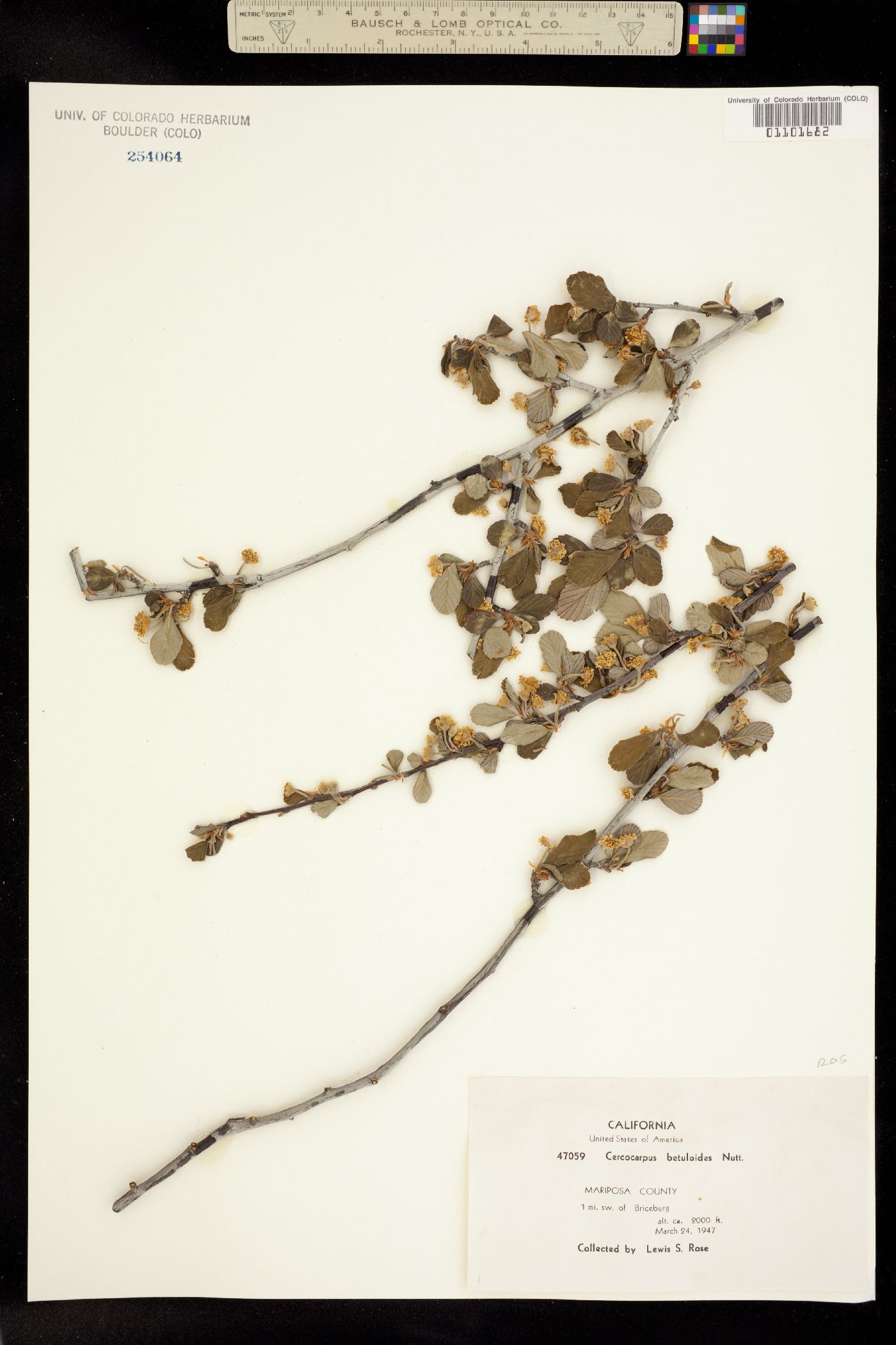 Cercocarpus betuloides image