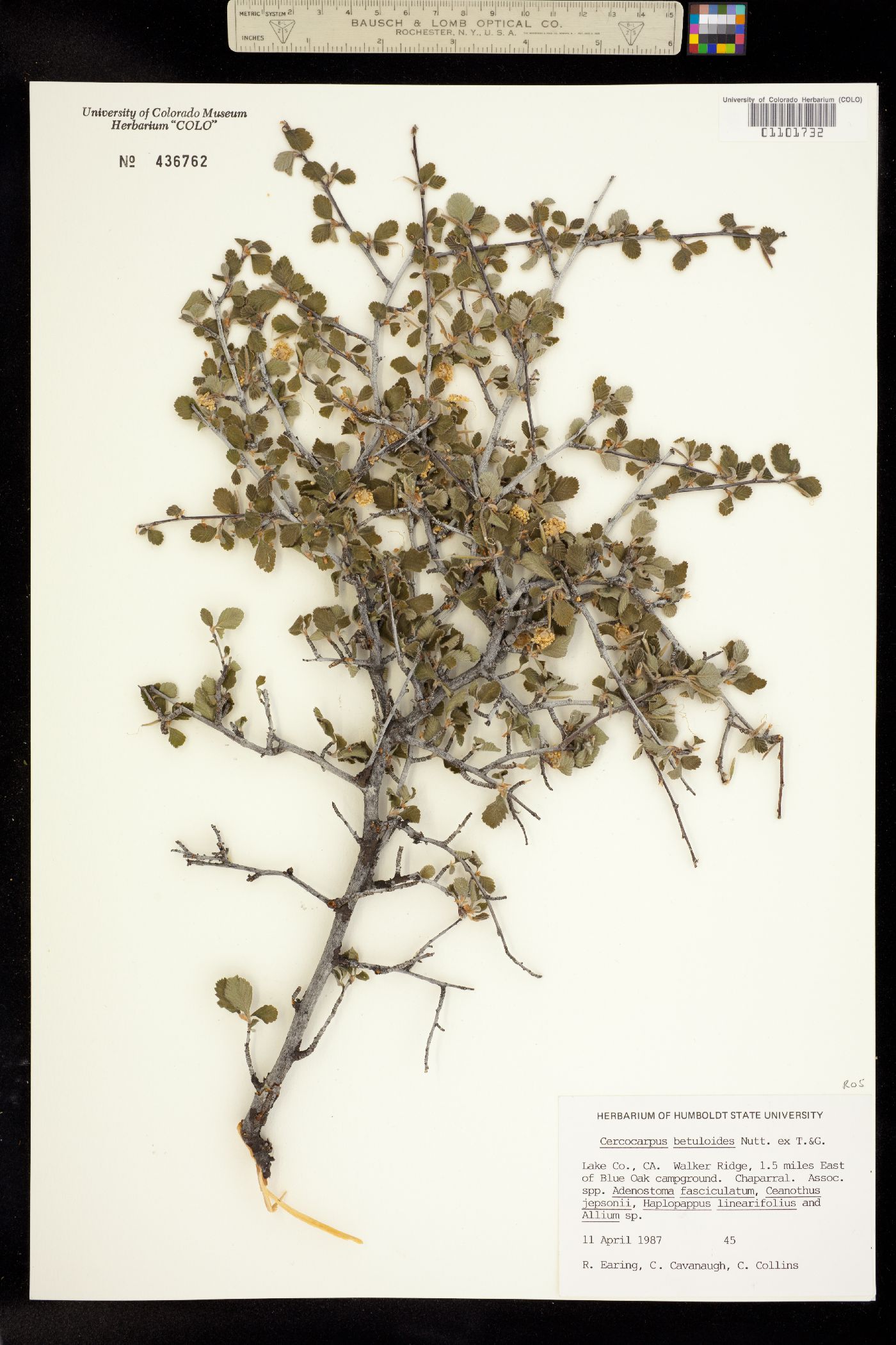 Cercocarpus betuloides image