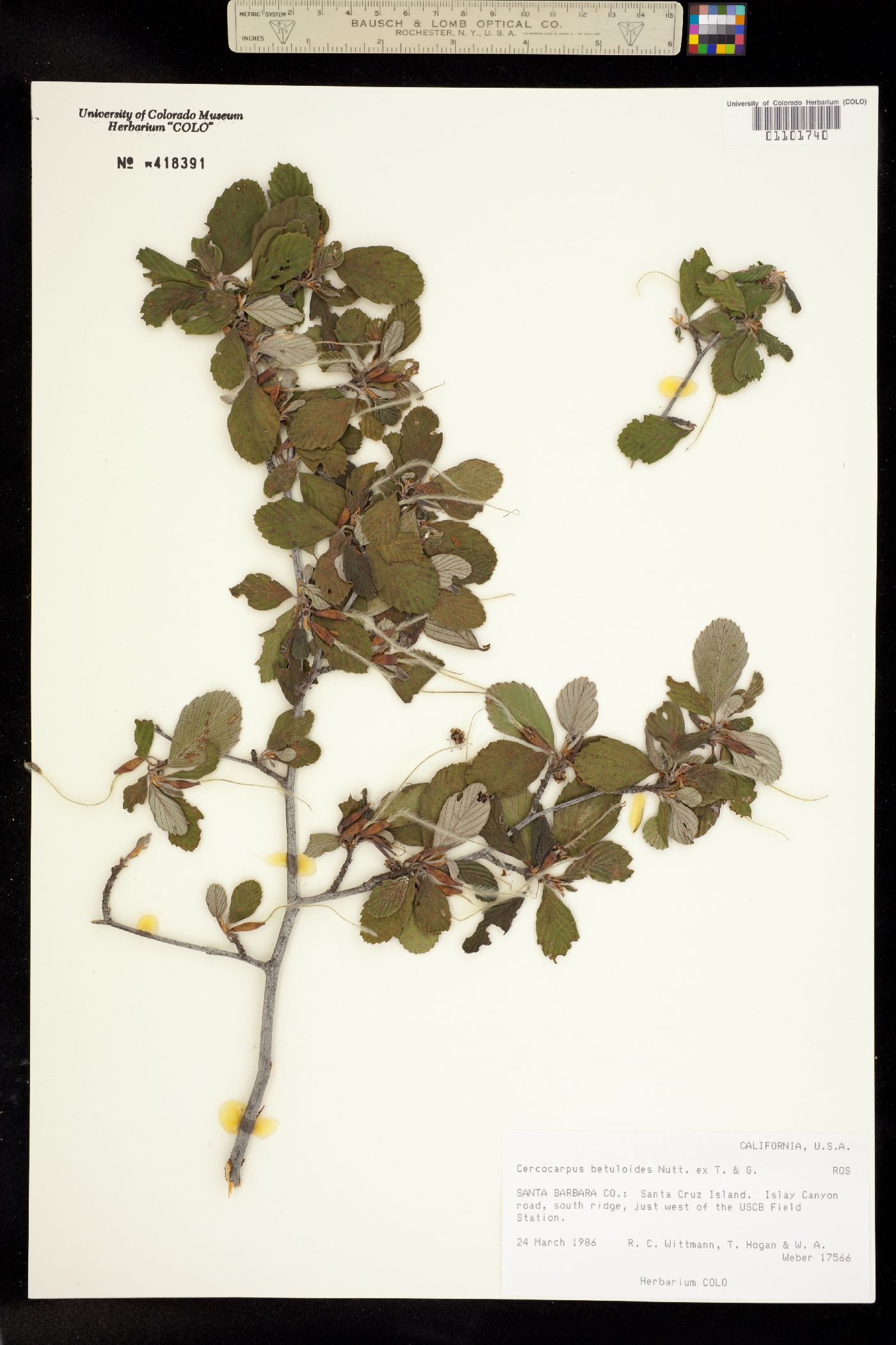 Cercocarpus betuloides image
