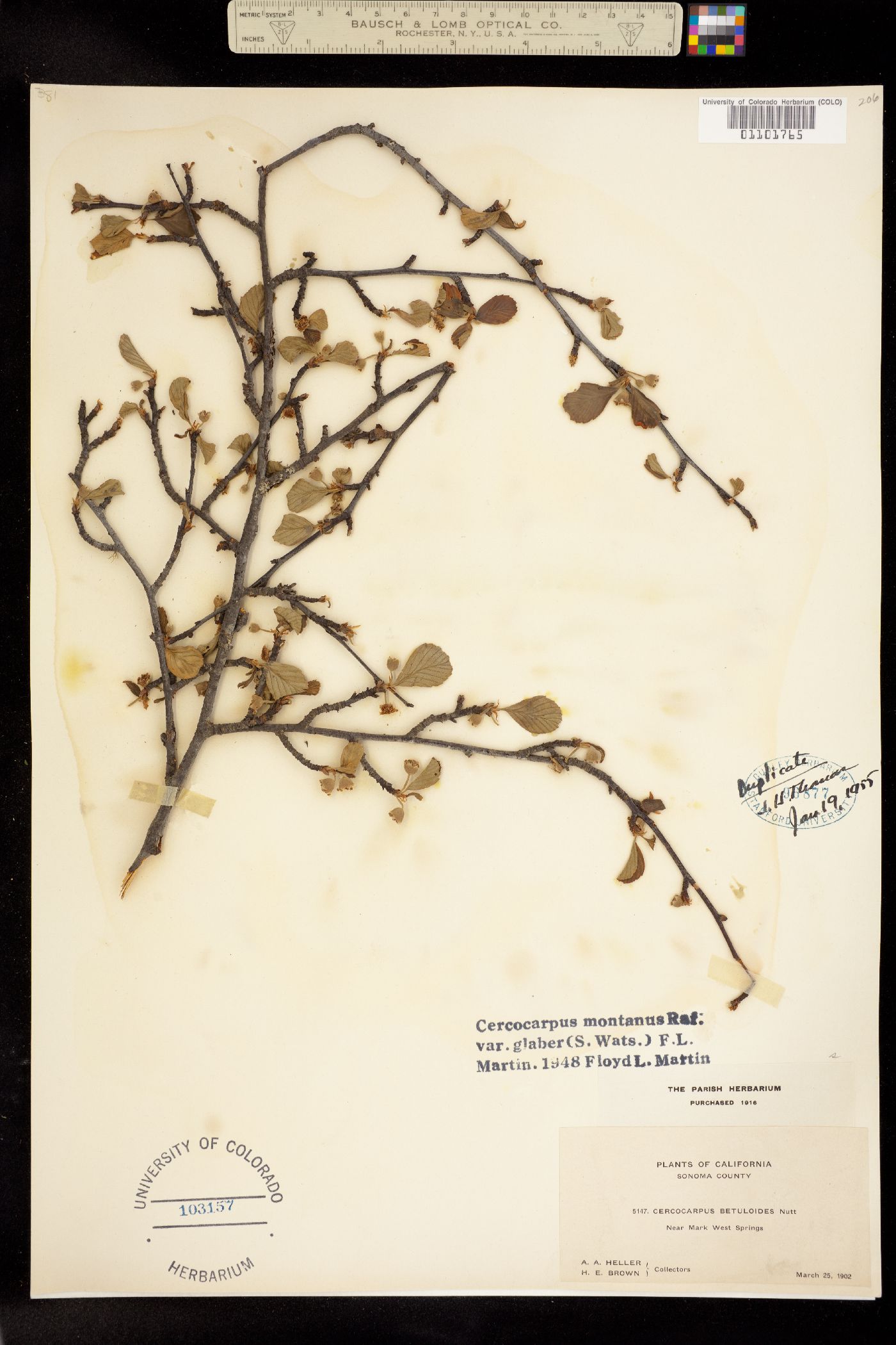 Cercocarpus image