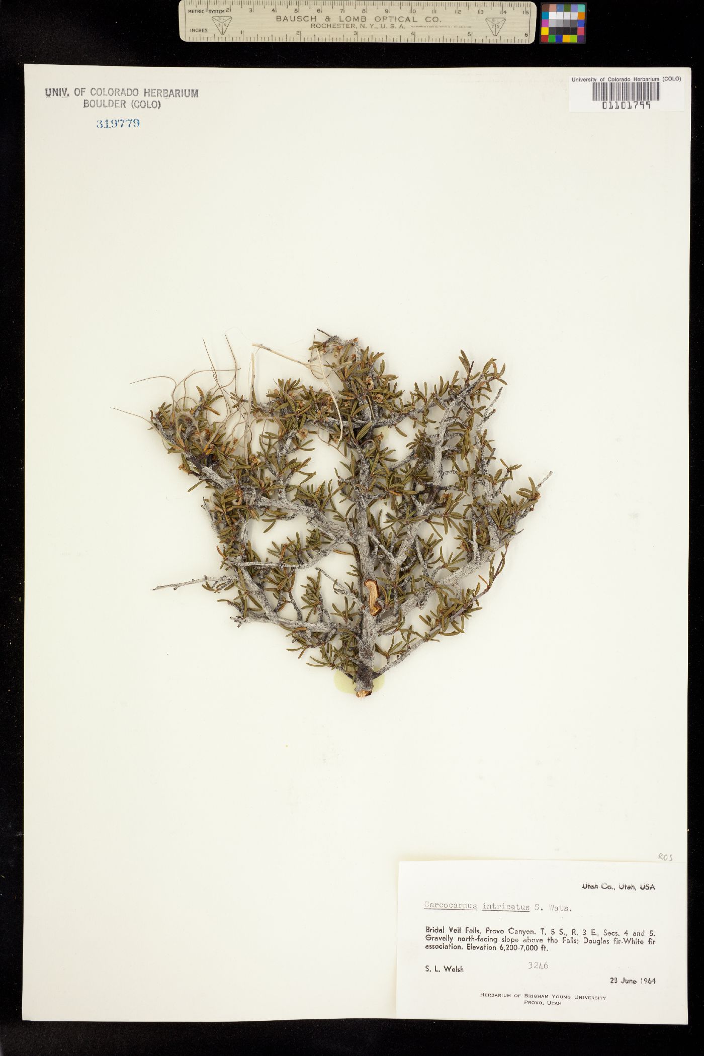 Cercocarpus ledifolius var. intricatus image