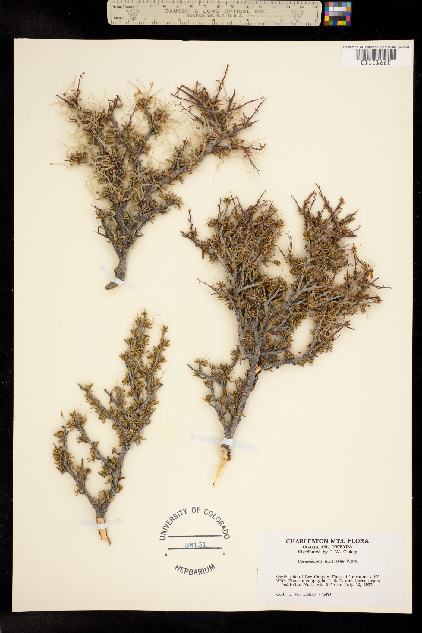 Cercocarpus ledifolius var. intricatus image