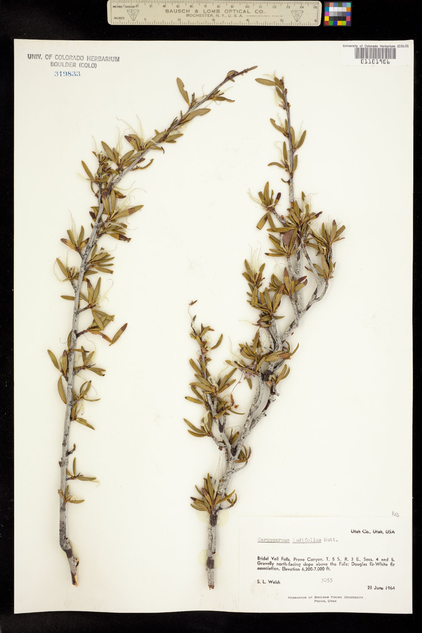 Cercocarpus image