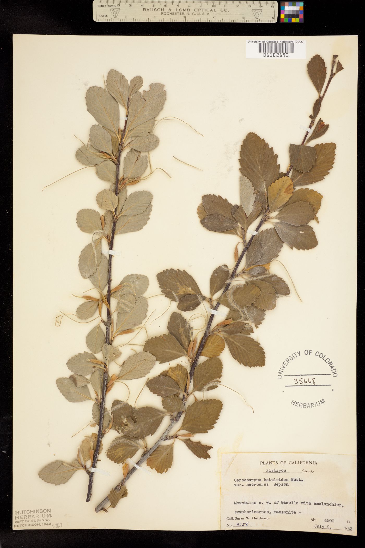 Cercocarpus montanus image