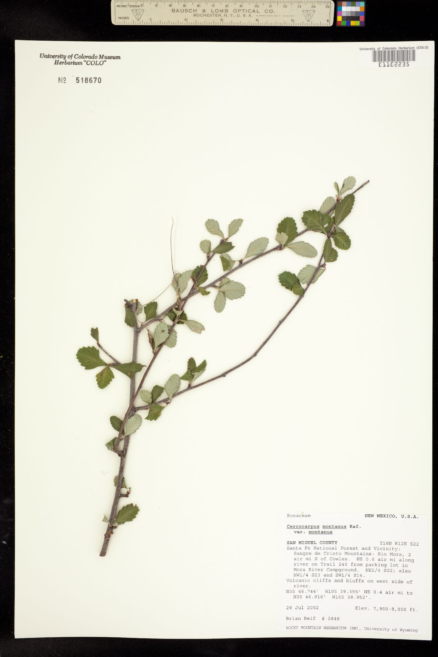 Cercocarpus image